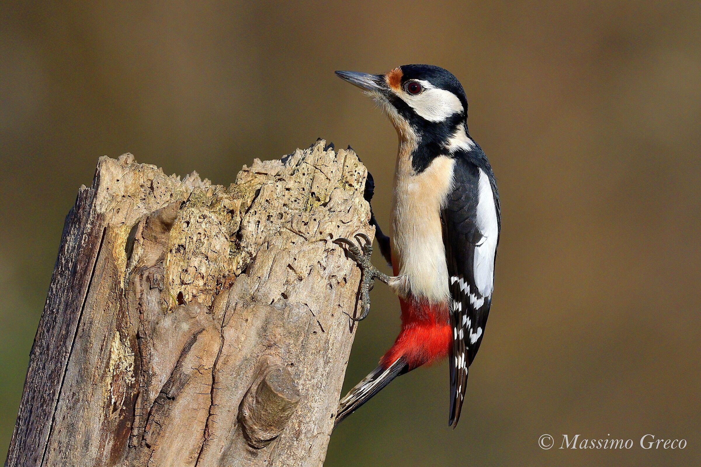 Major Red Woodpecker (Dendrocopos major)