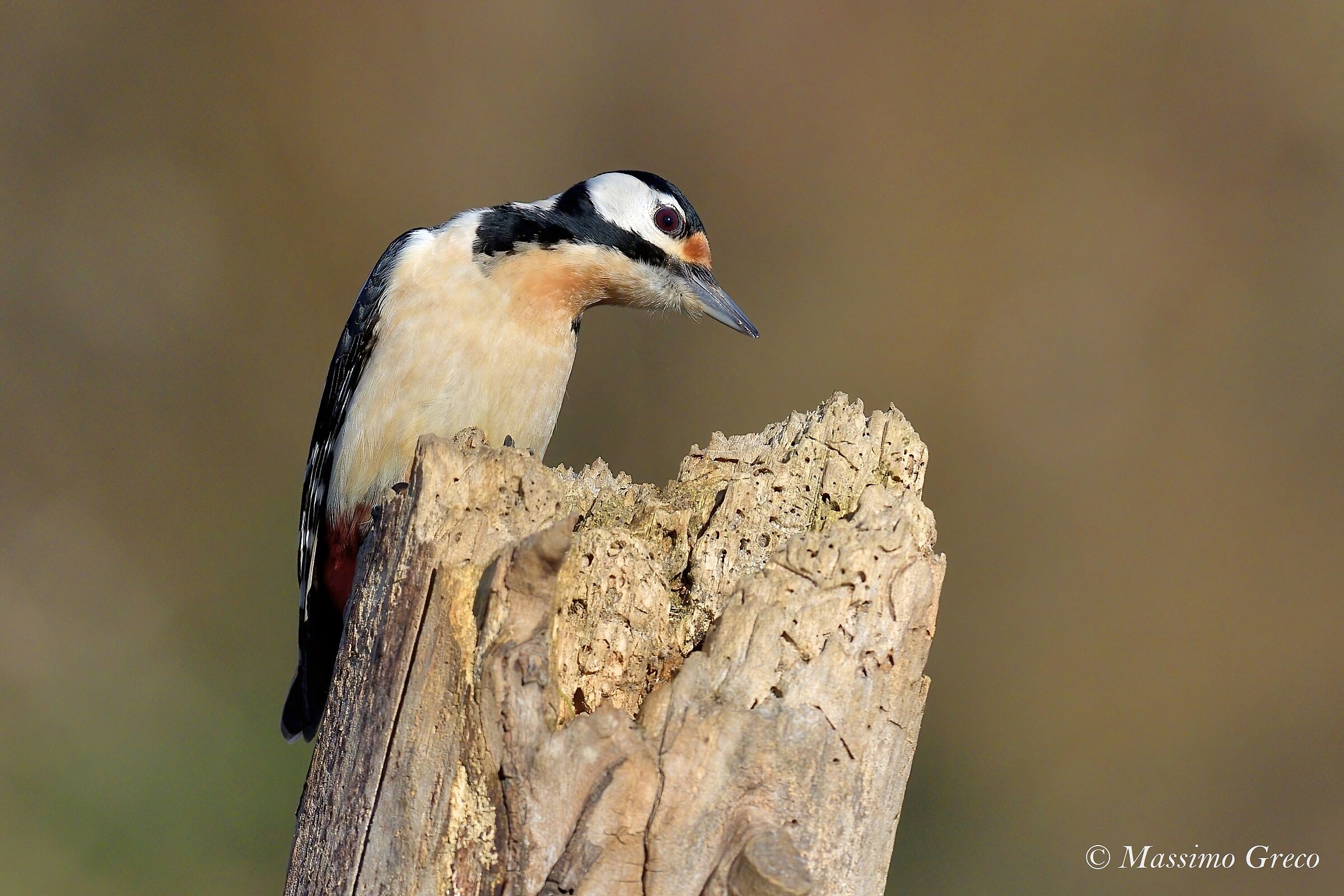 Major Red Woodpecker (Dendrocopos major)