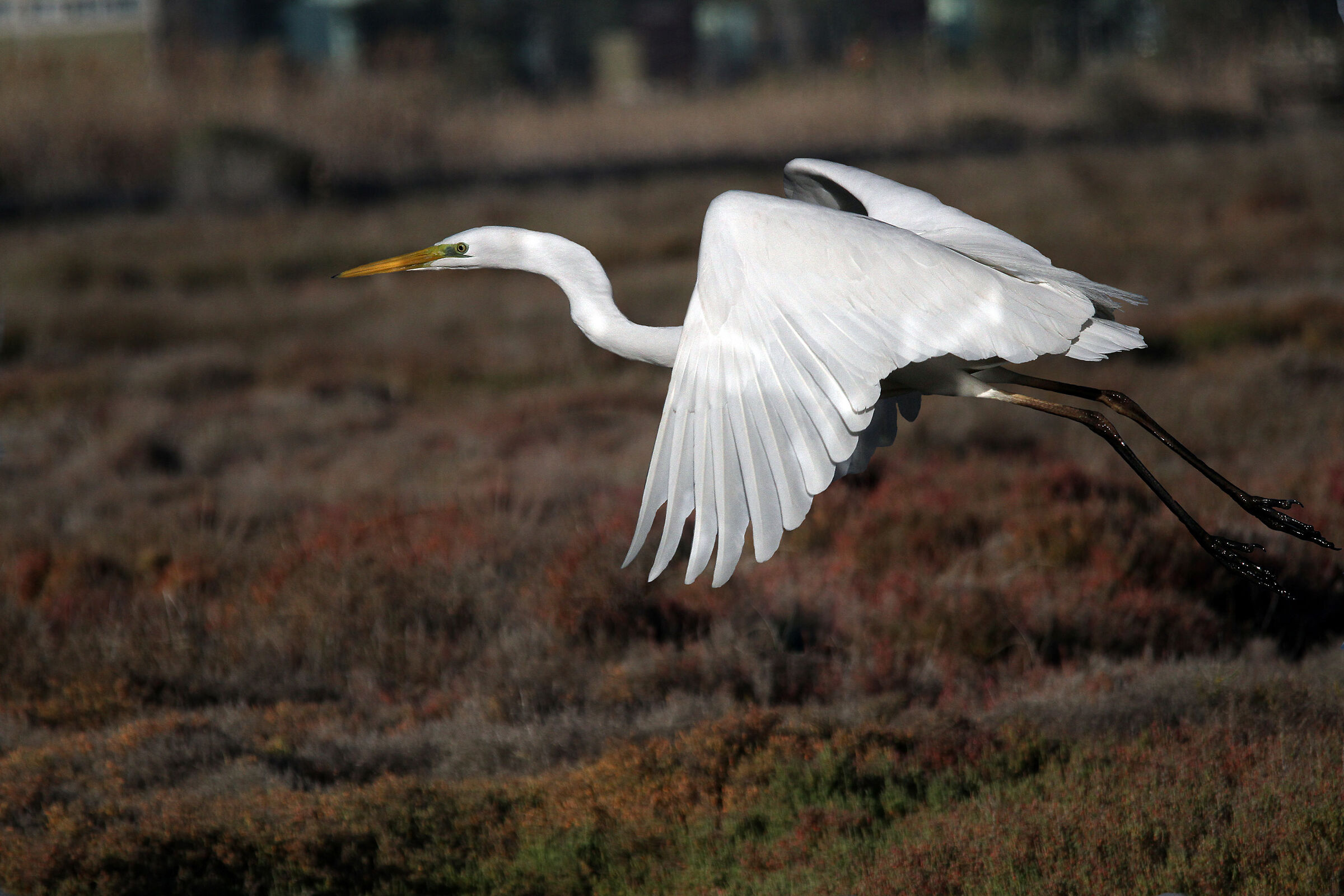 Greater white heron