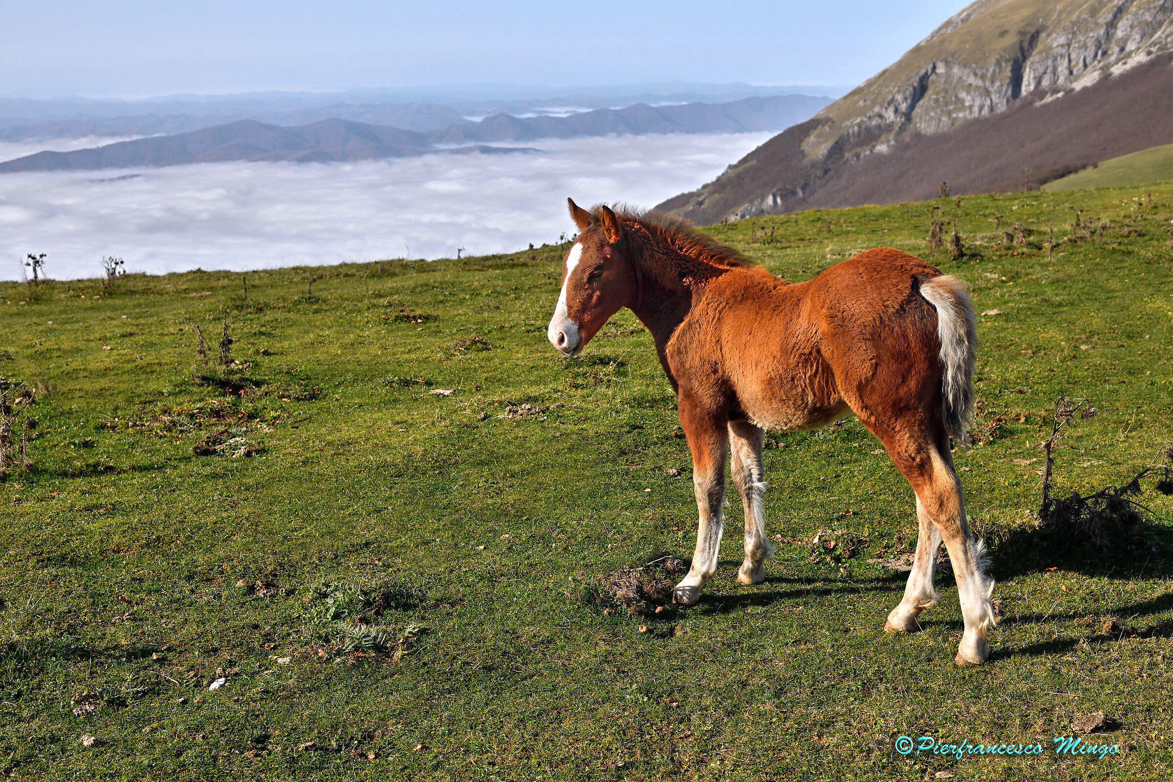 cavalli sul monte Catria