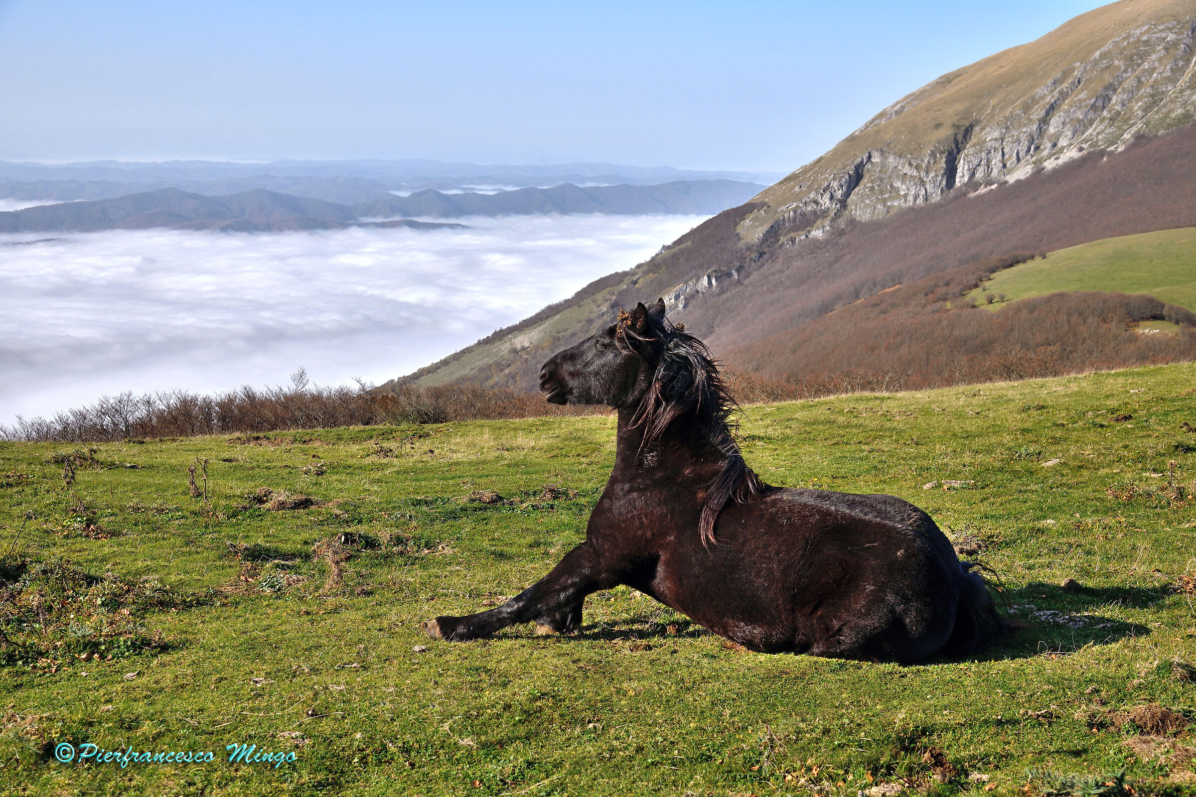cavalli sul monte Catria