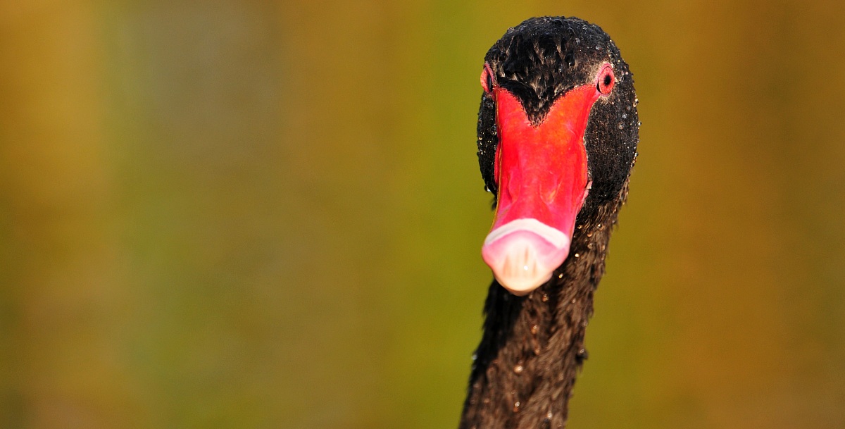 the black swan