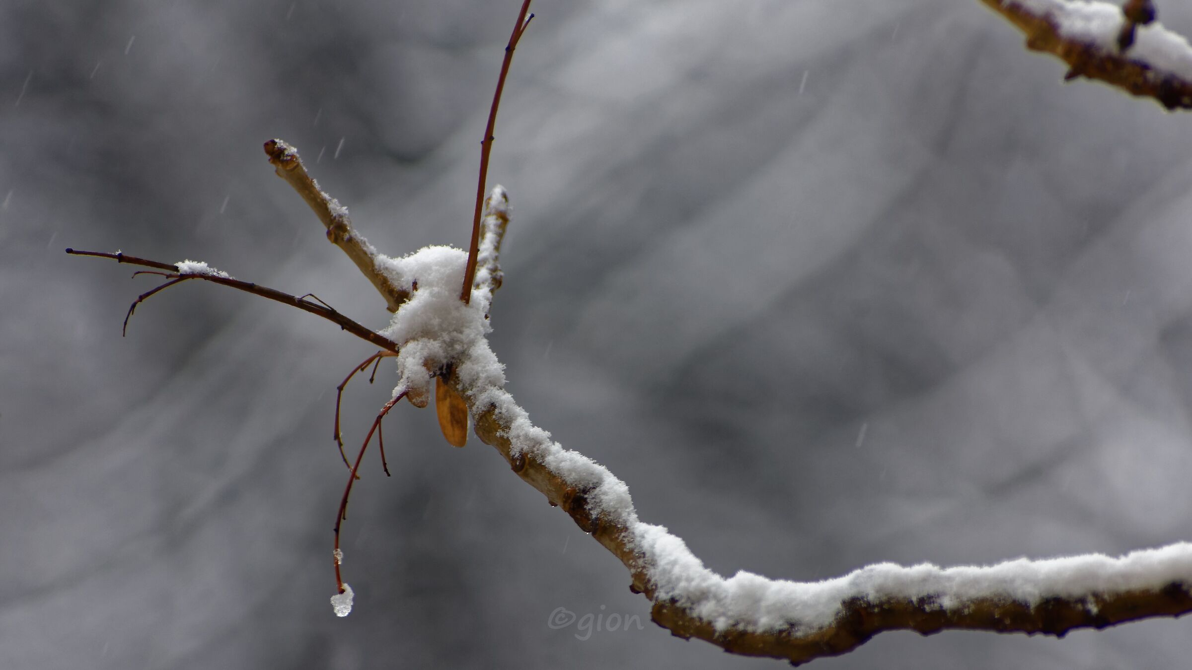 Ramo innevato