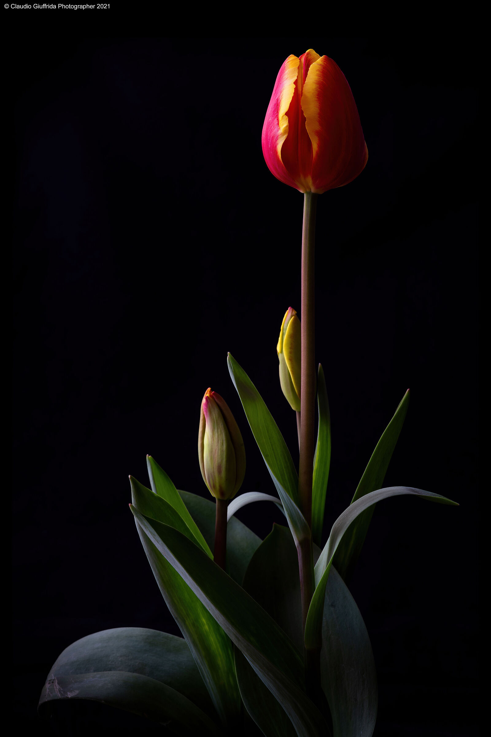 Tulips