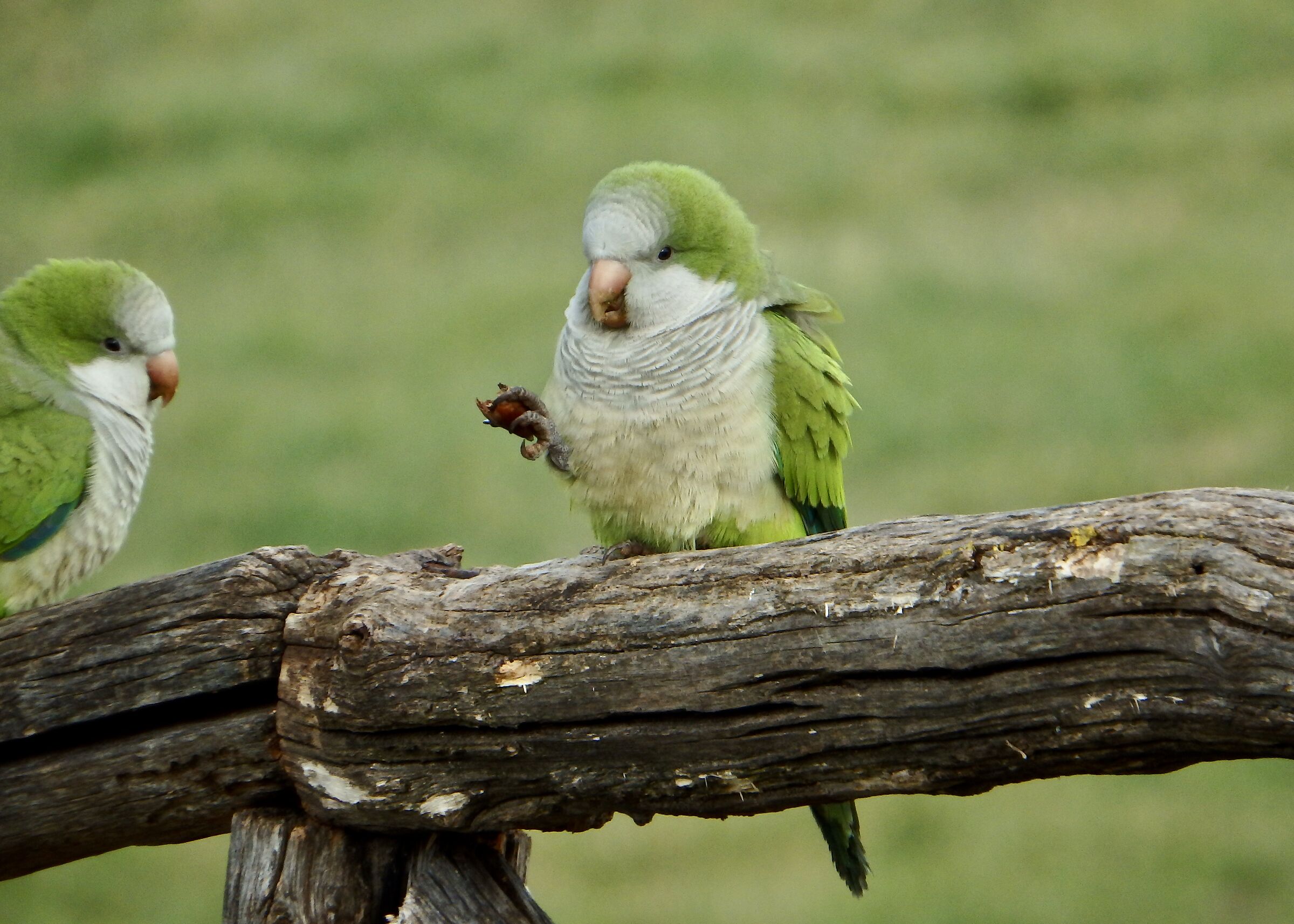 Parrocchetti Monaco a Roma Eur