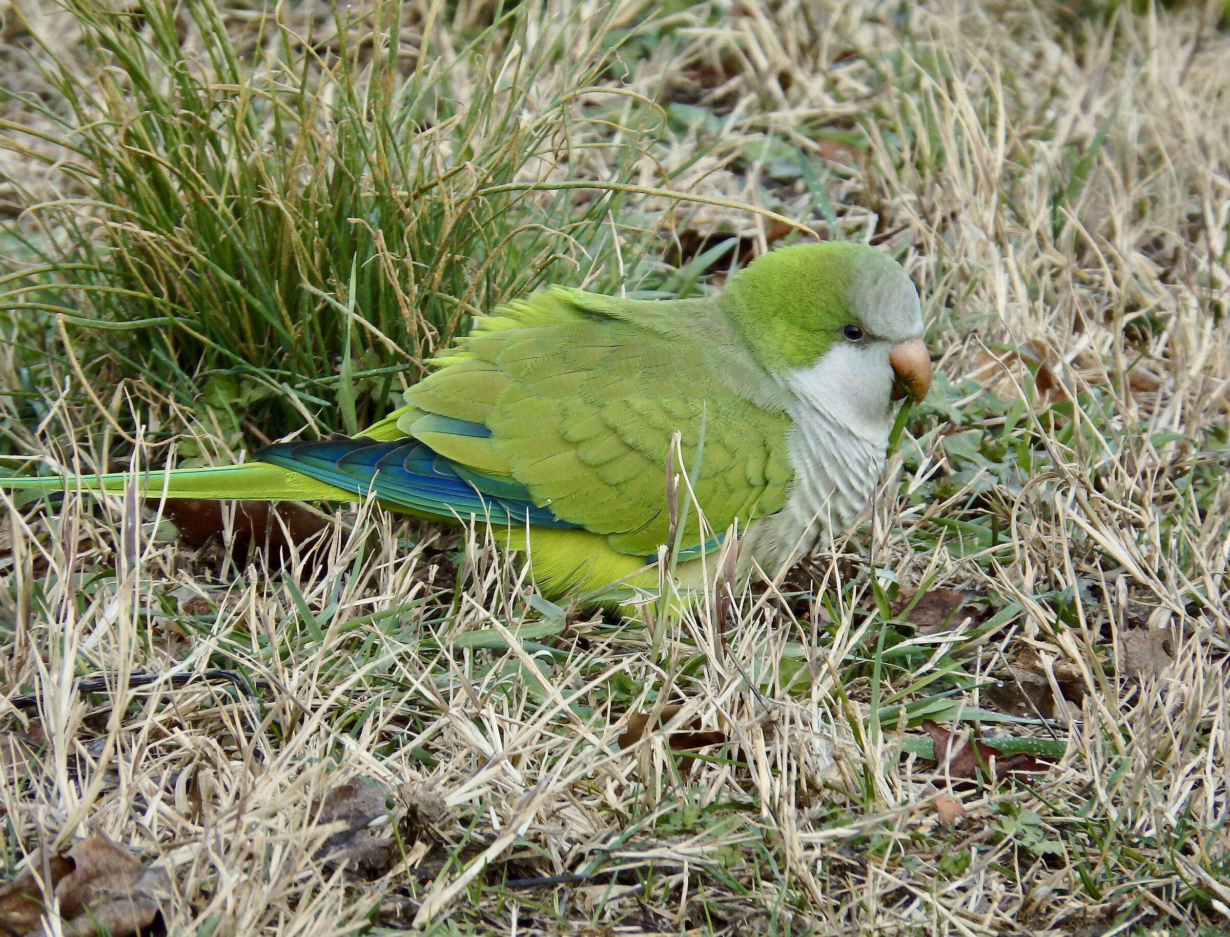Parrocchetto Monaco sul prato