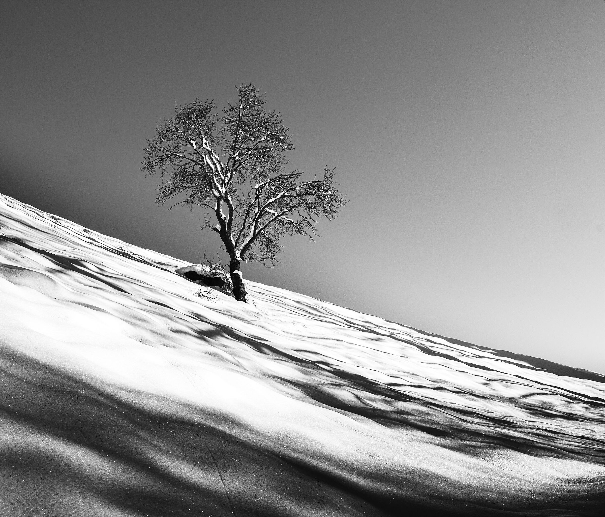 Tutto solo nella neve.