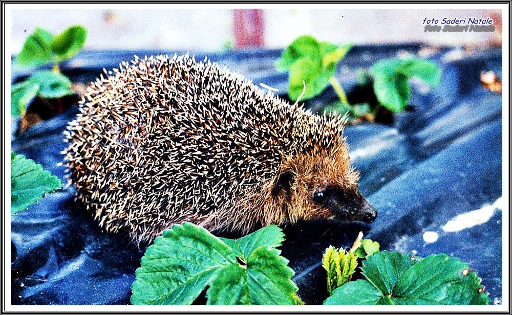 Hedgehog hunting for strawberries ....