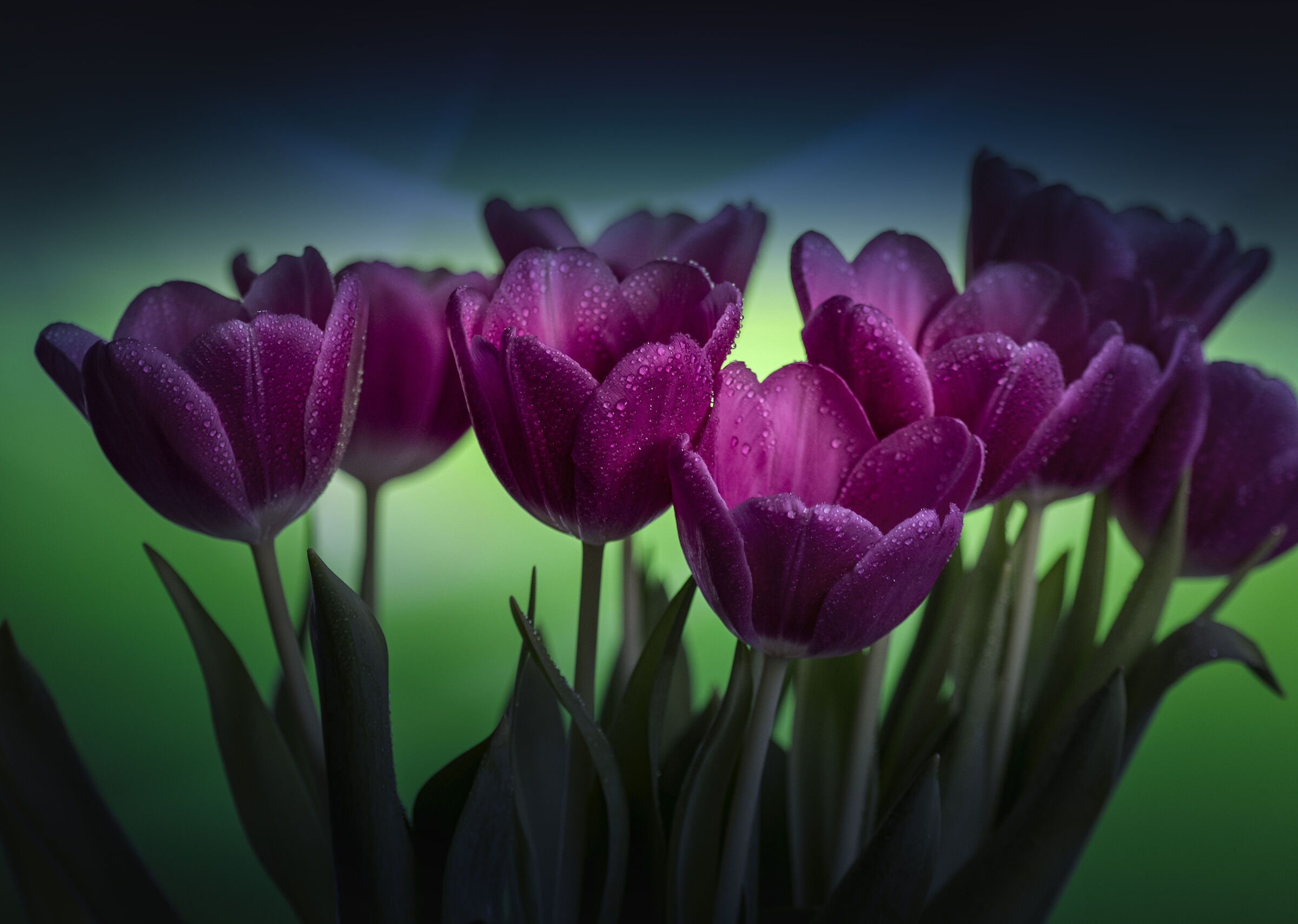 Tulipani