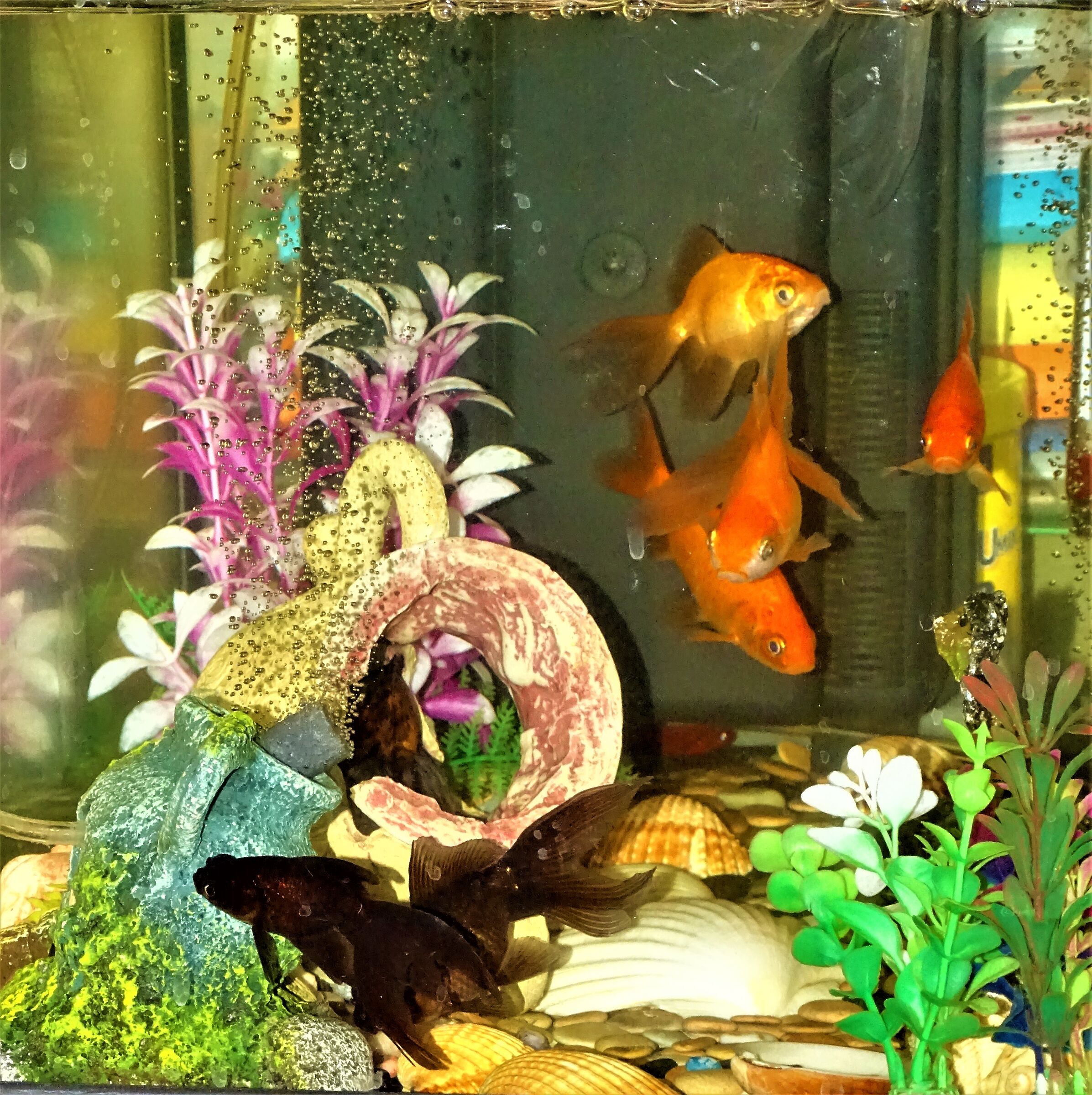 Aquarium