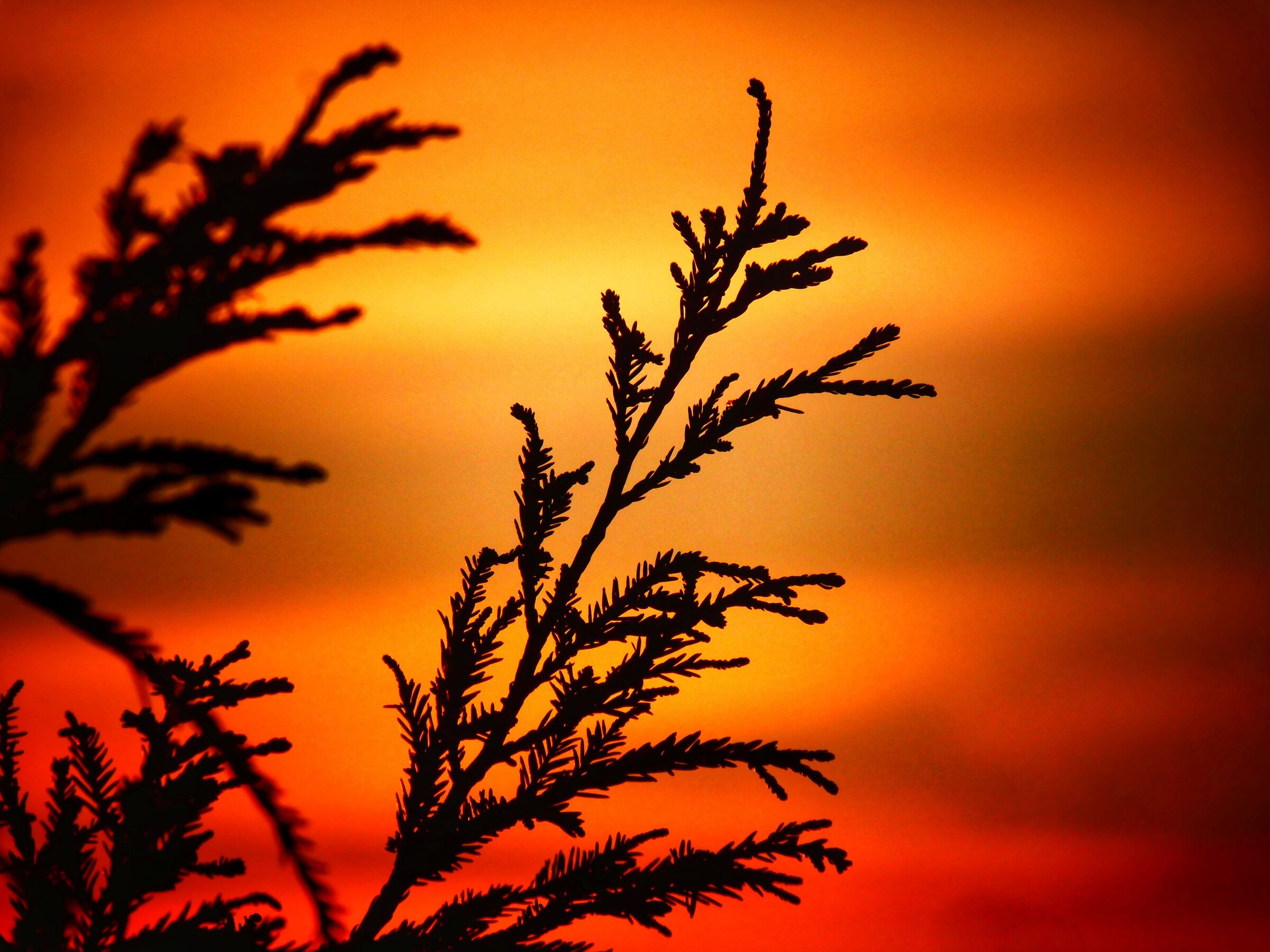 Oggi l'alba l'ho vista così