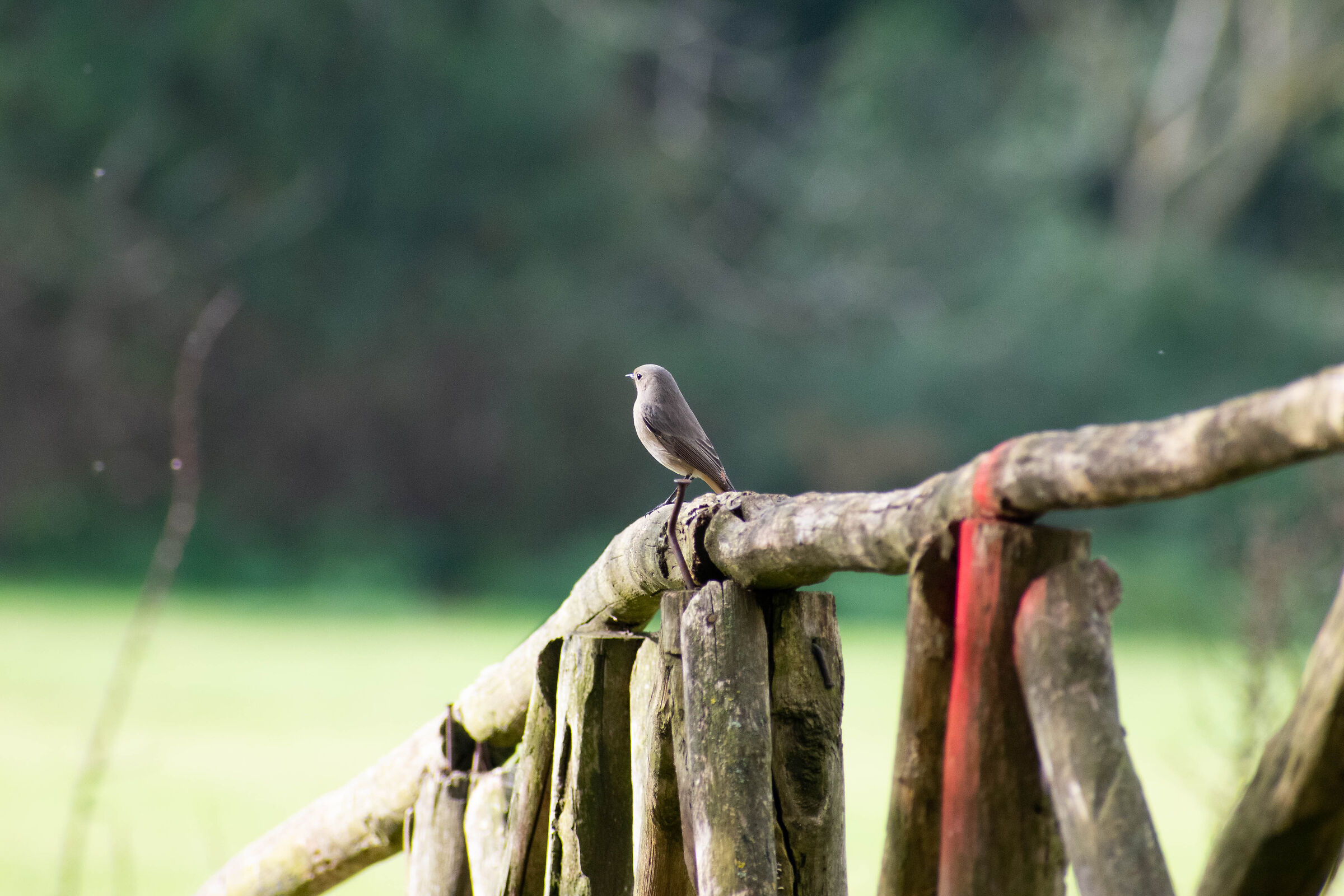 Un codirosso riflette sull'esistenza