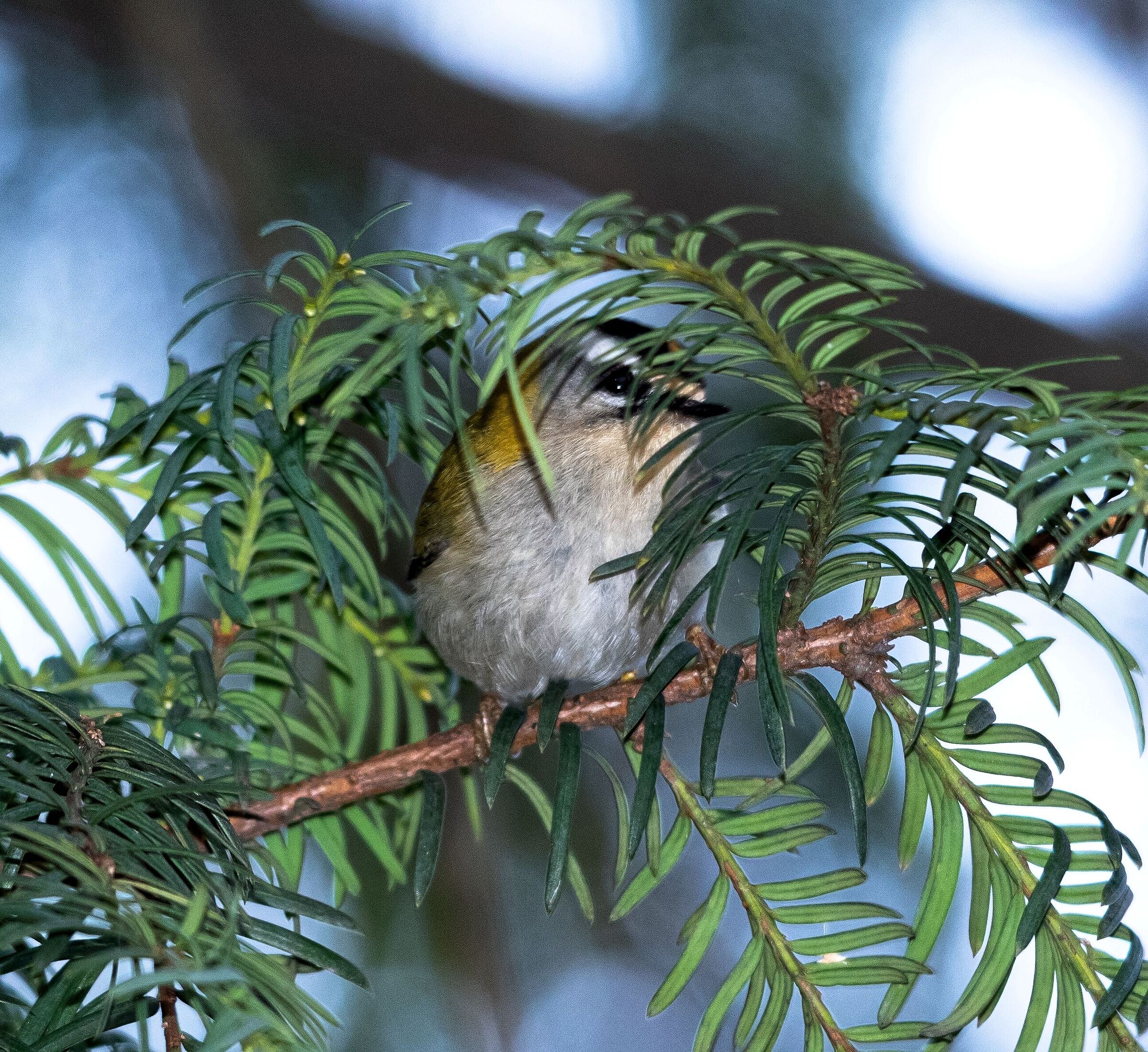 Female fiorracino on a branch 27/01/2021