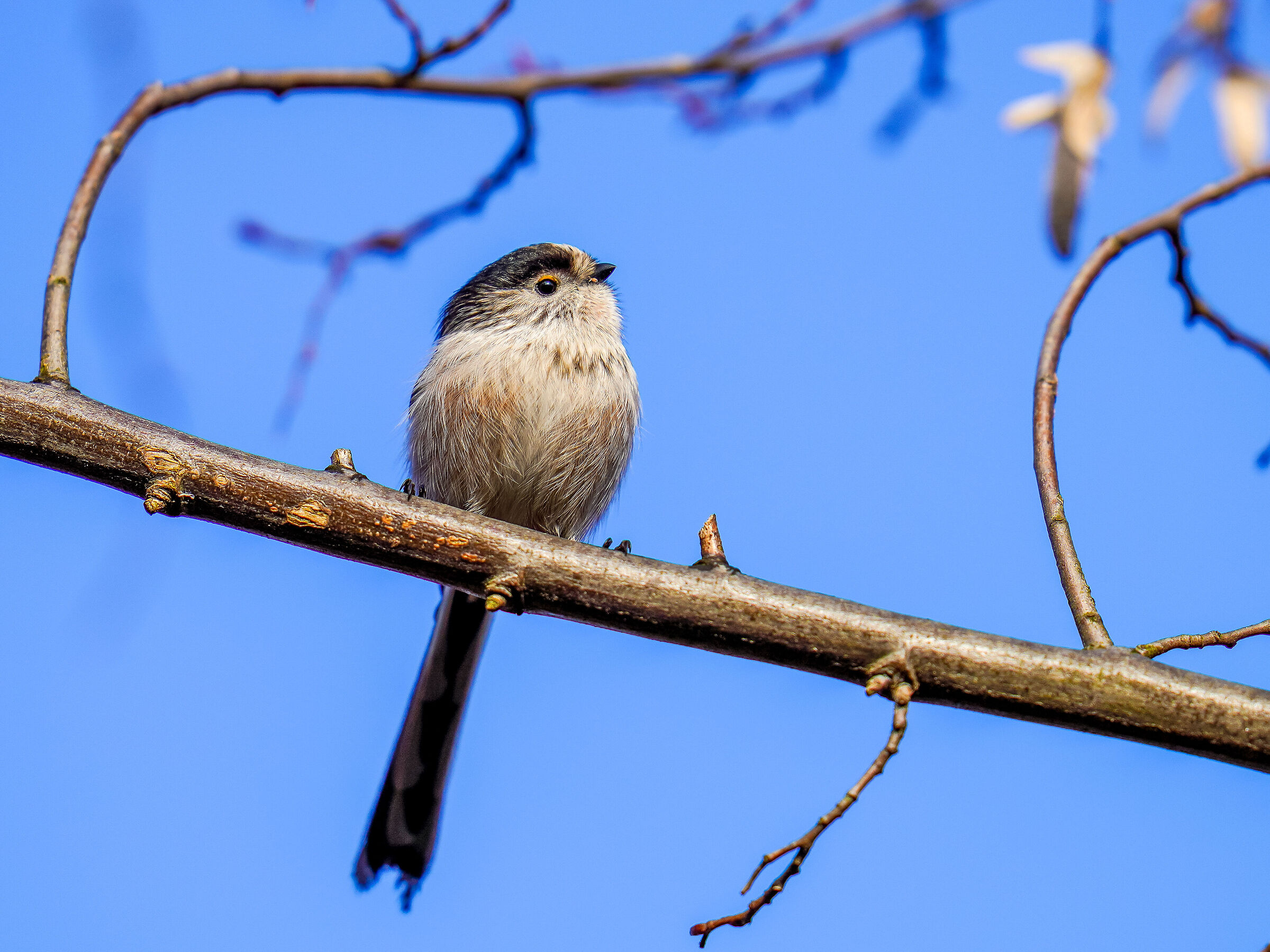codibugnolo (Aegithalos caudatus)