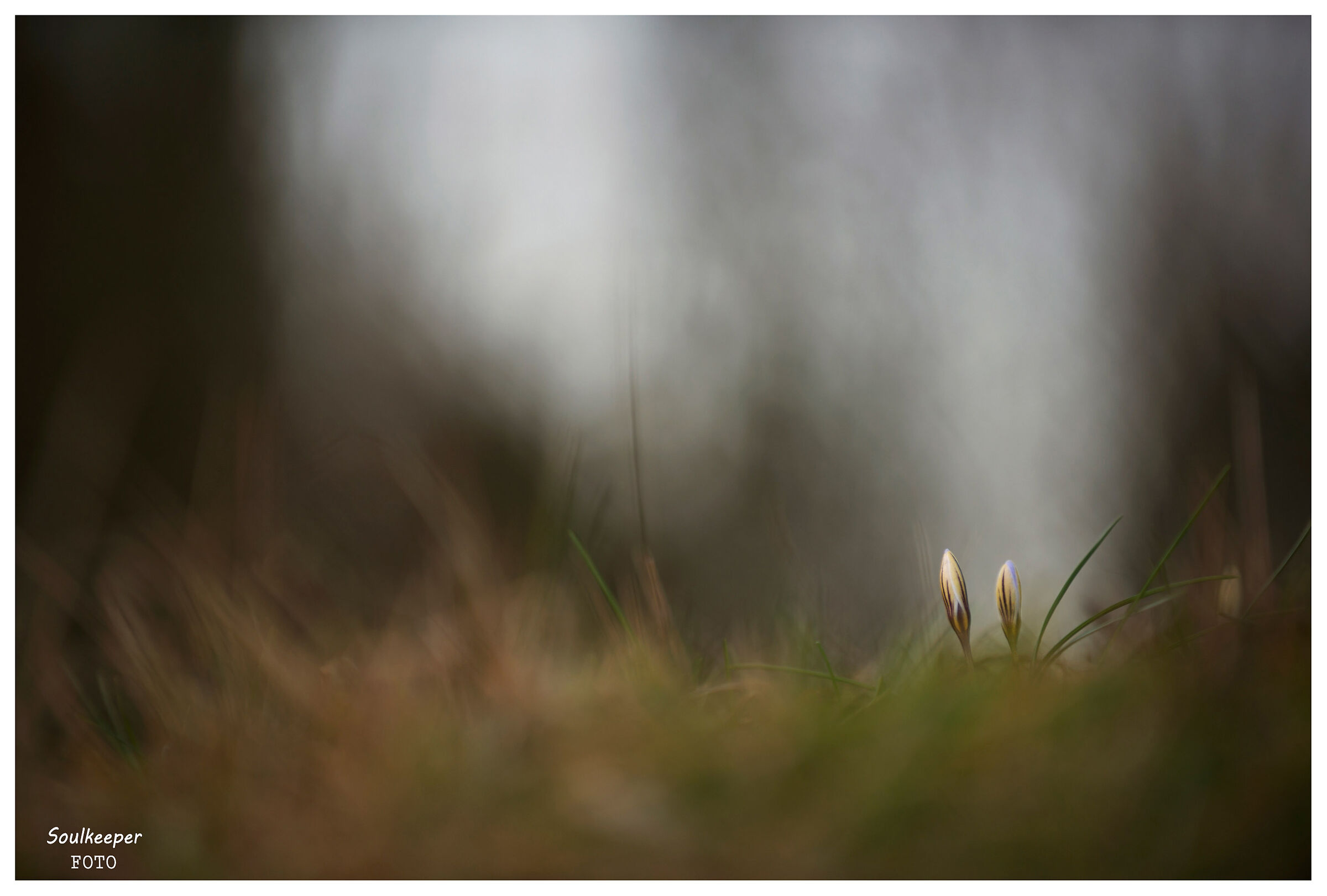 Ai margini del bosco.