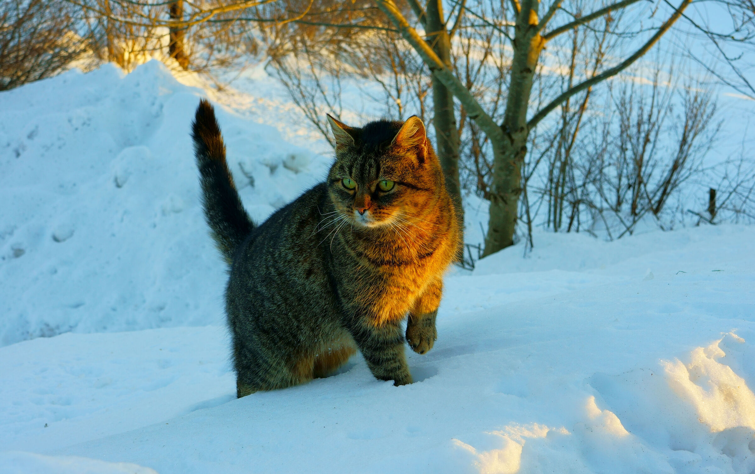 Il gatto... delle nevi