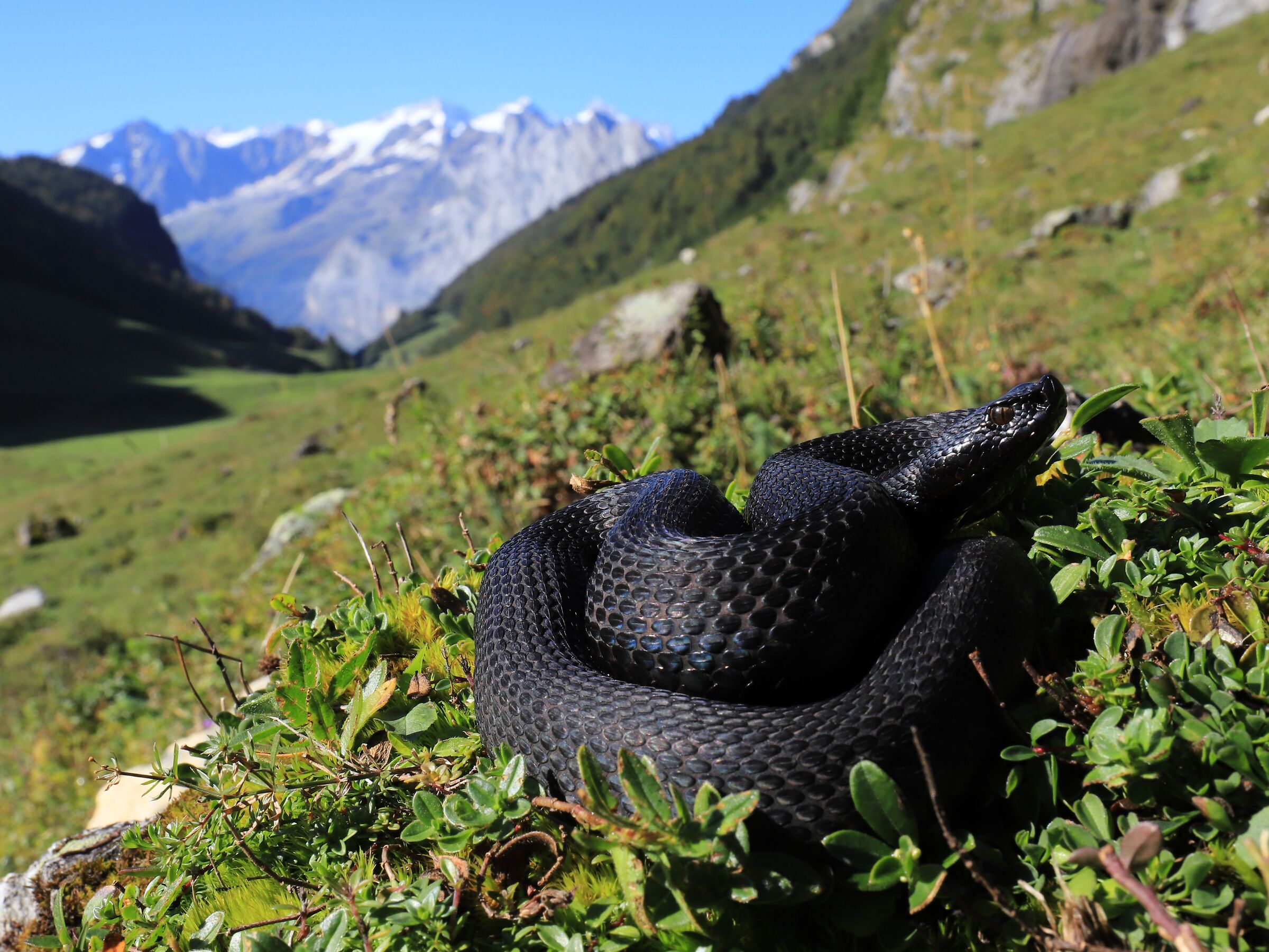 Vipera aspis aspis ex atra, maschio