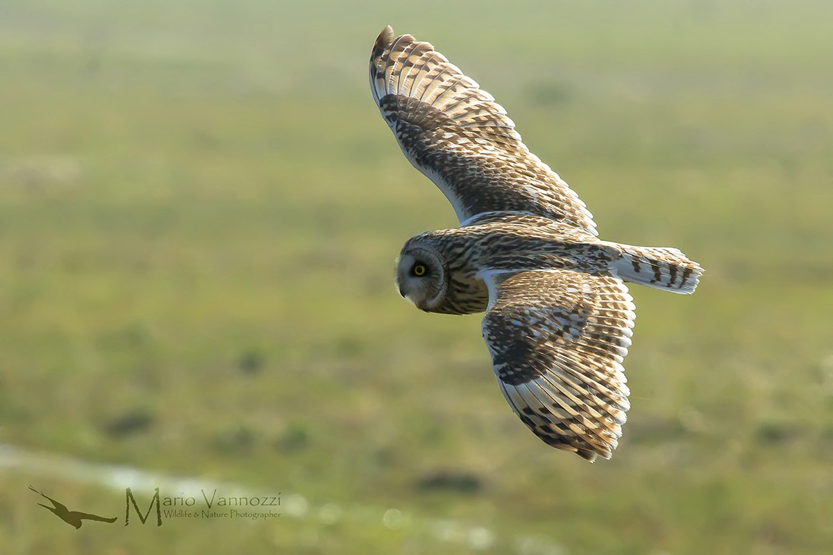 Marsh Harrier backlight ...