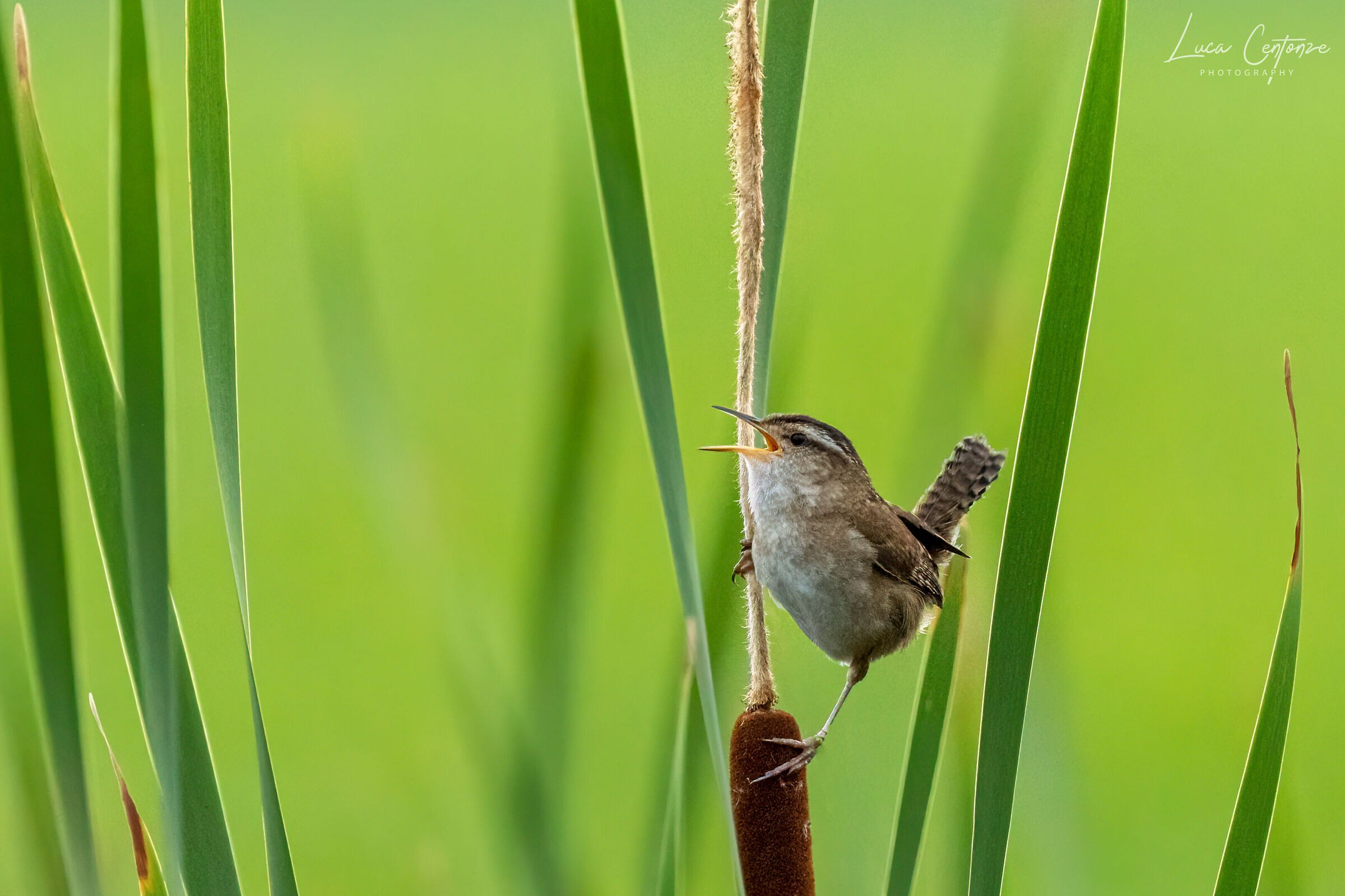Scricciolo di Palude (Marsh Wren)