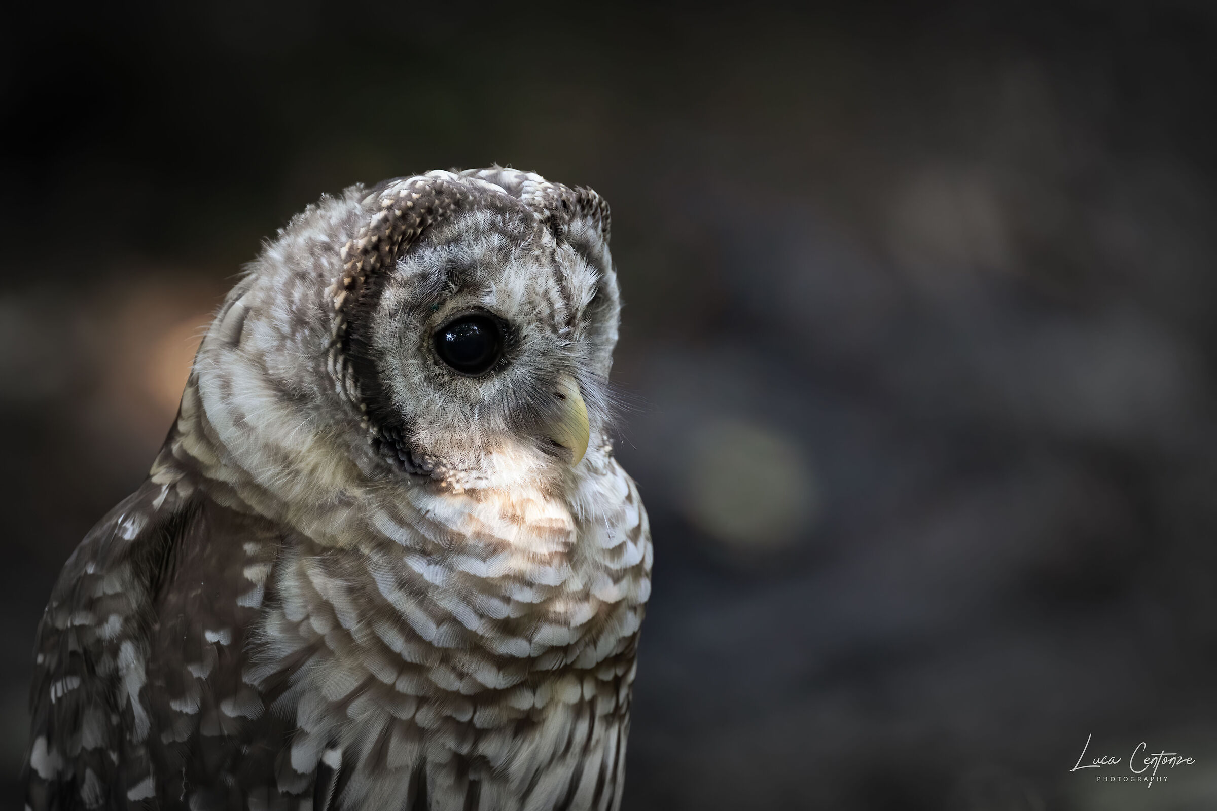 Barred Owl (Various Strix)