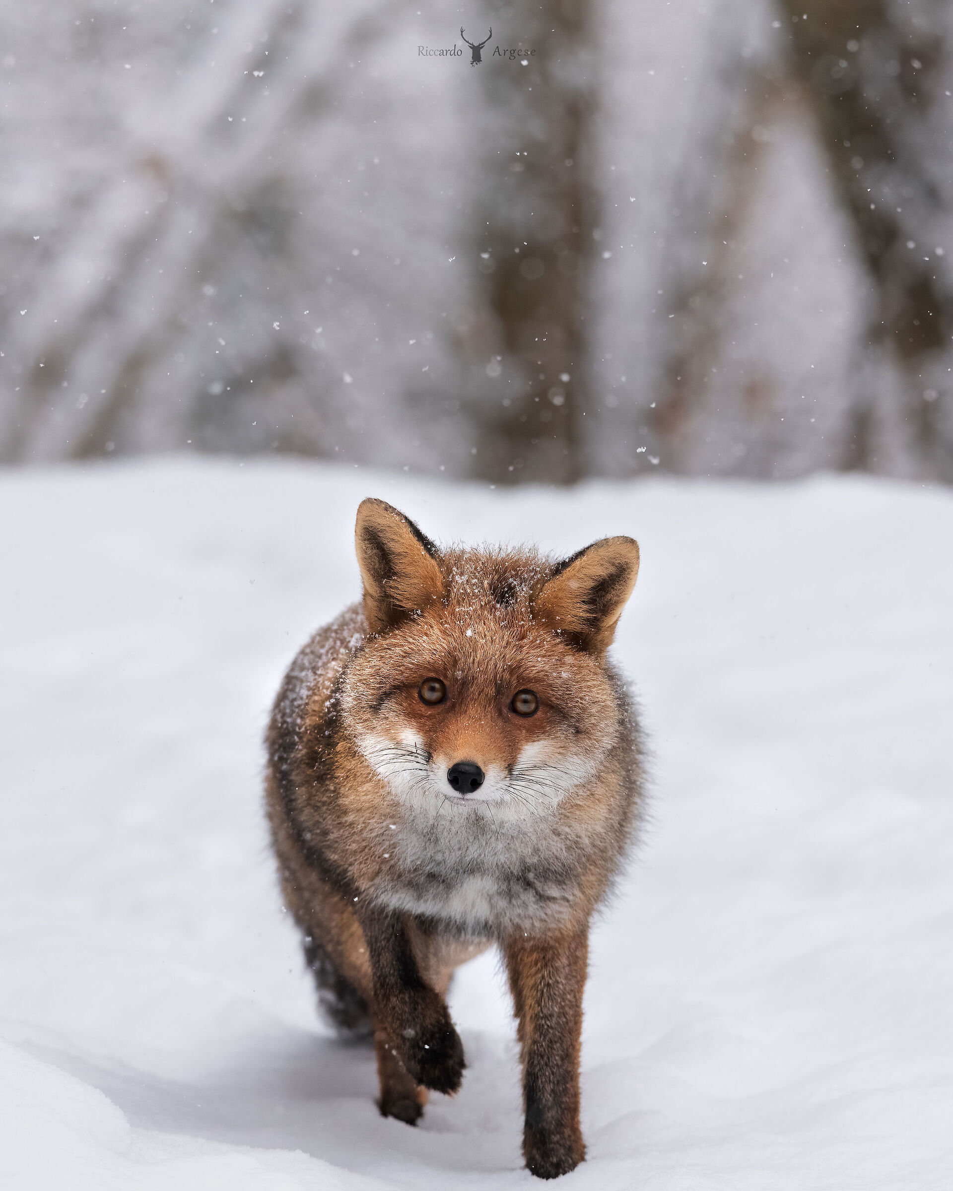 Curious Fox