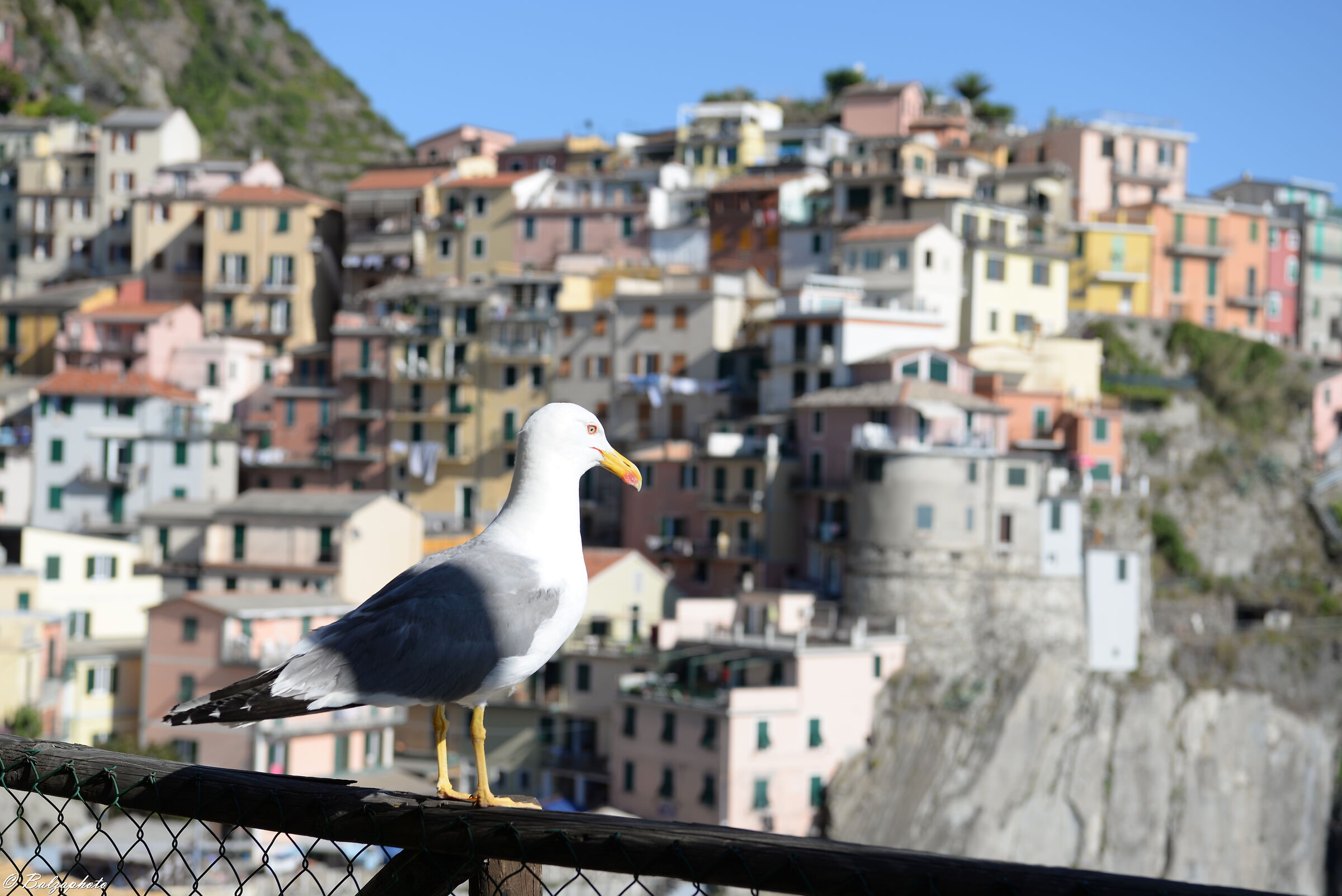 Manarola Cinque Terre seen from a seagull