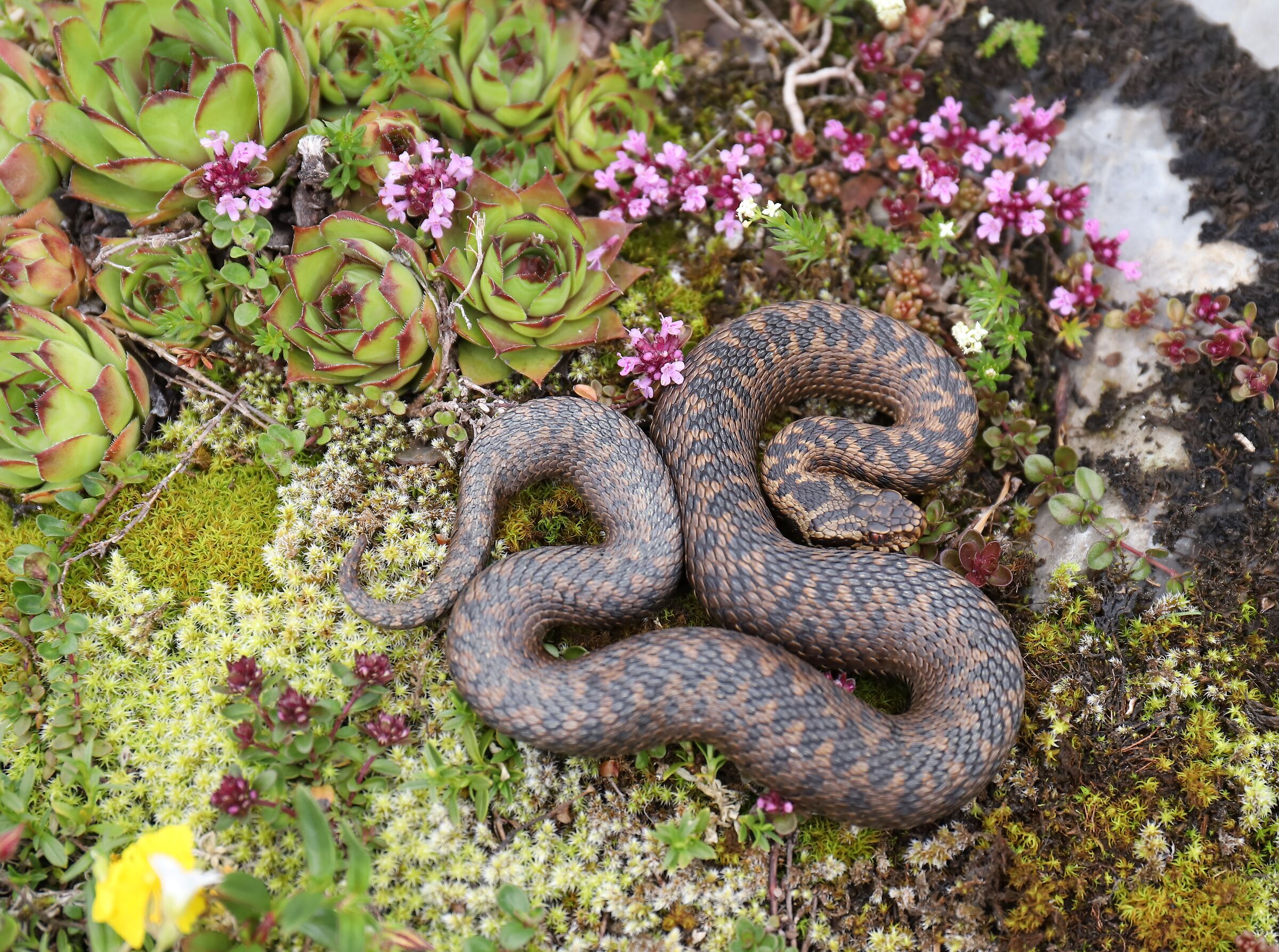 Vipera berus ssp. berus, femmina