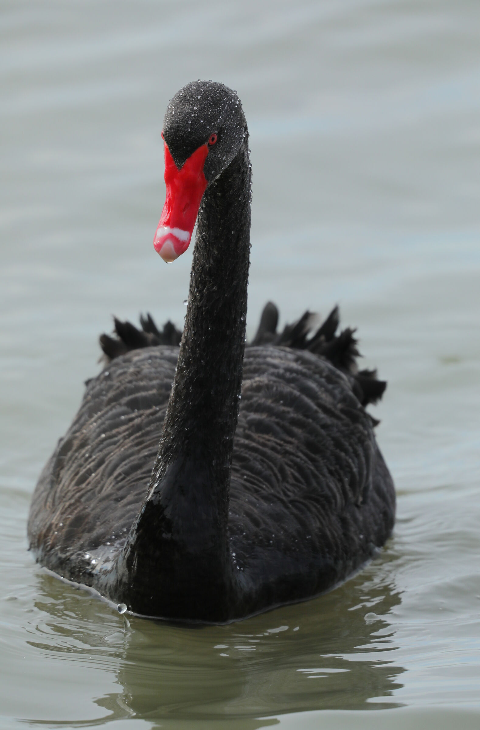 Black Swan