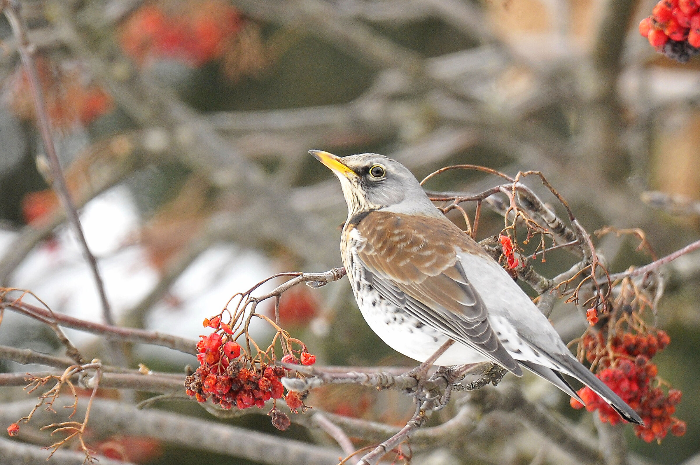 Cesena (Fieldfare)