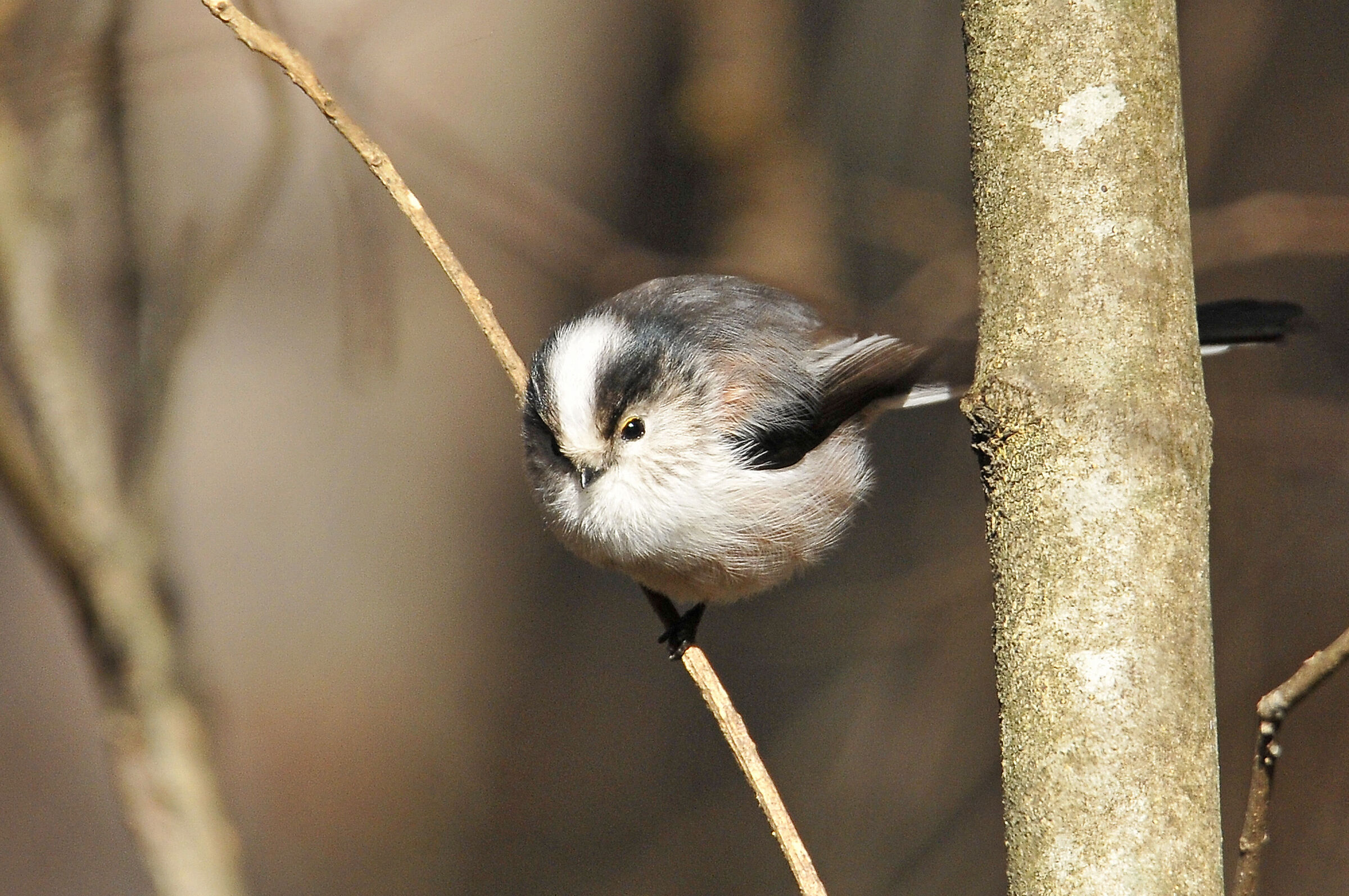 Codibugnolo (Long-tailed tit)