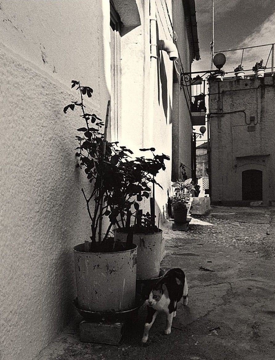 Il gatto del quartiere