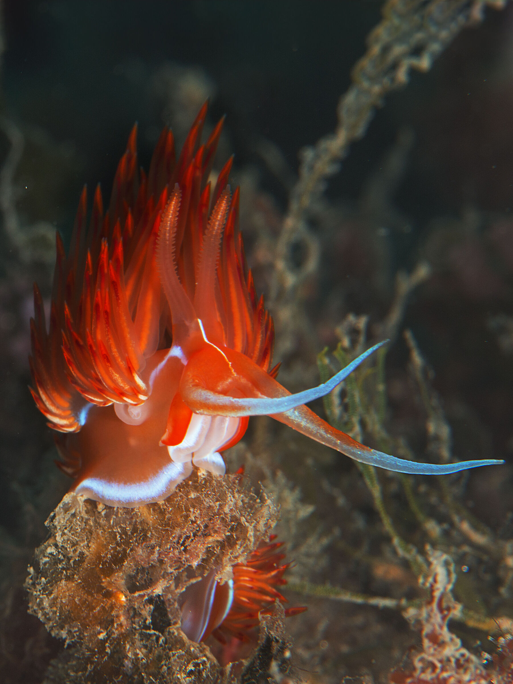 Fire - Dondice banyulensis