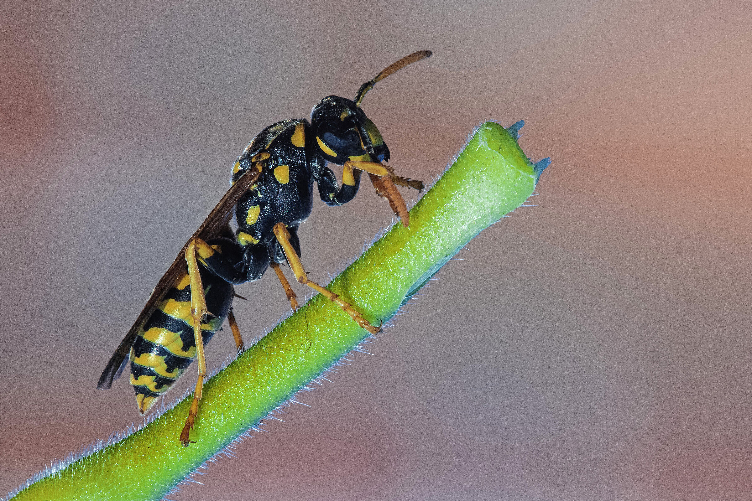 Vespa cartonaia (Polistes dominula)