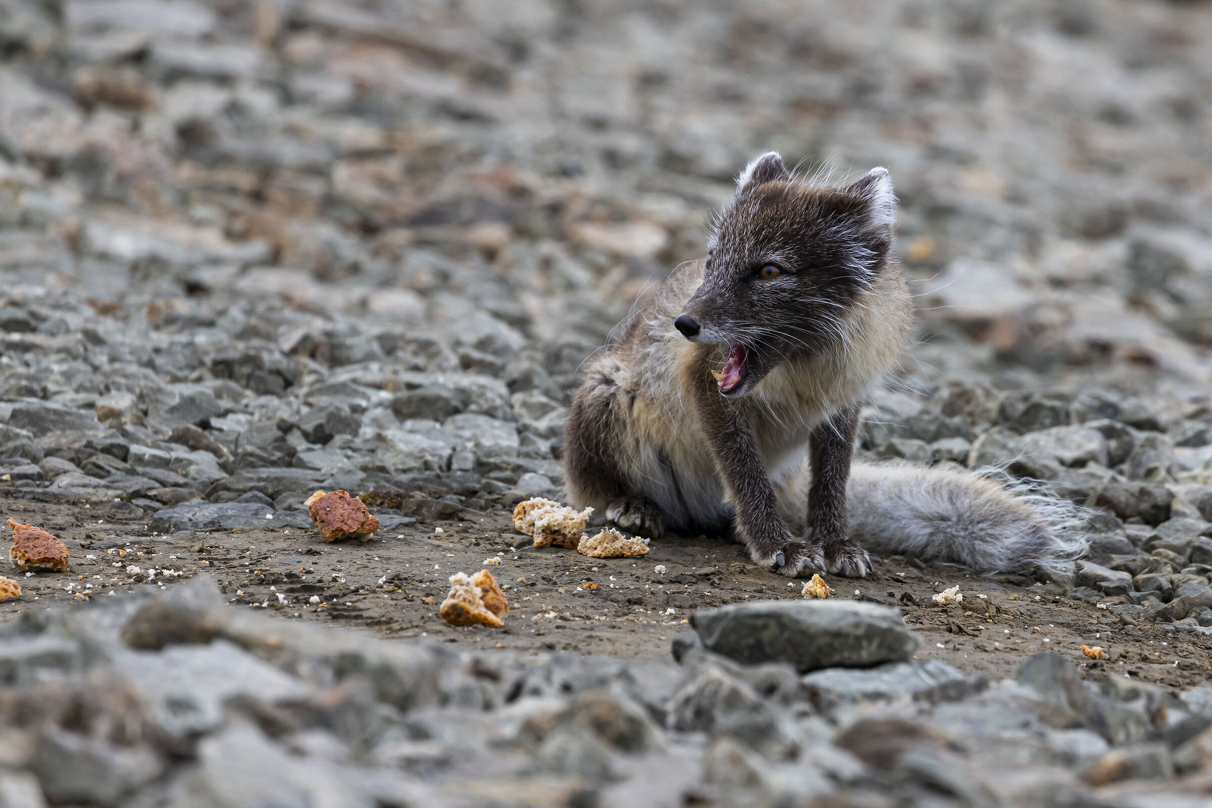Volpe artica nella luminosa notte artica
