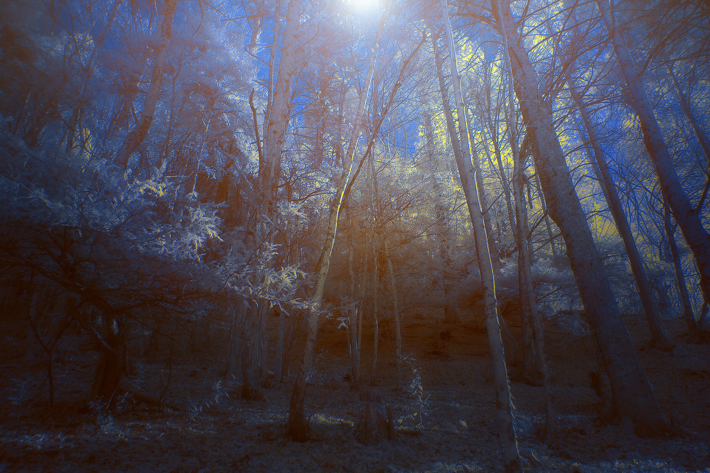 Photosynthesis by Moonlight