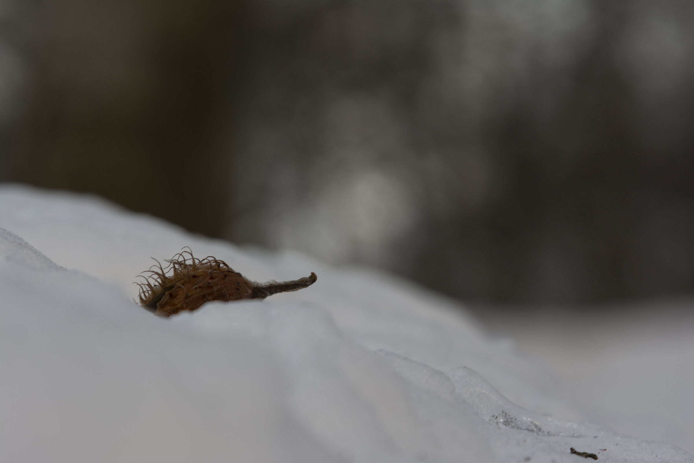 The lightness of snow