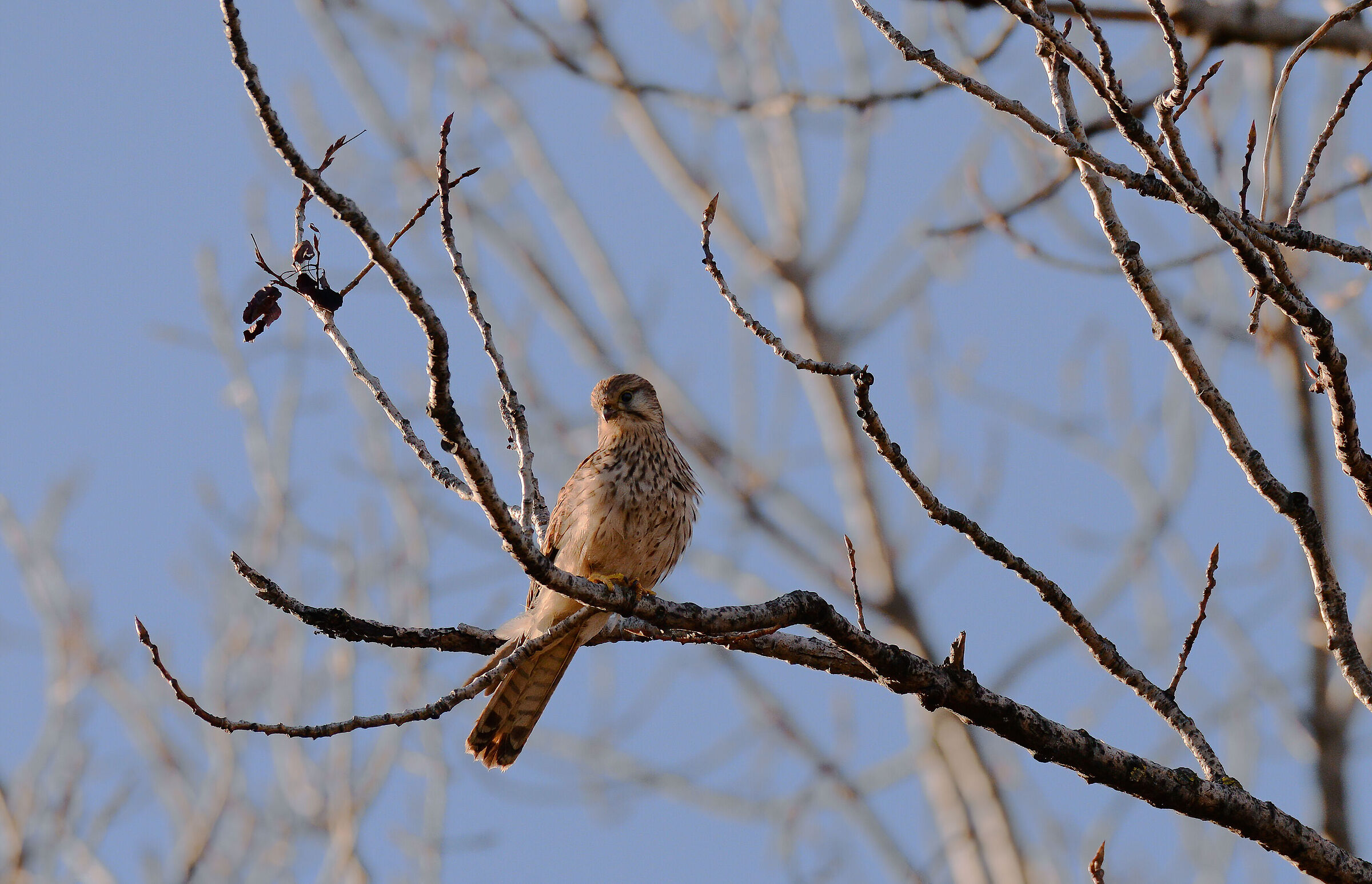 Kestrel
