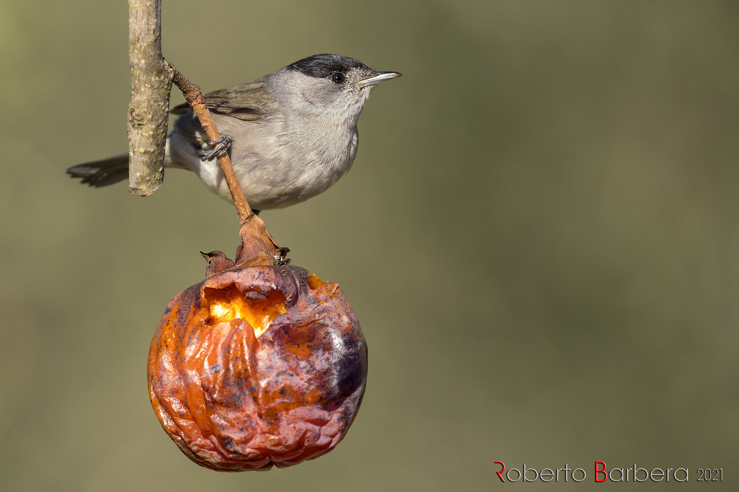 The Caco of the Black Capital
