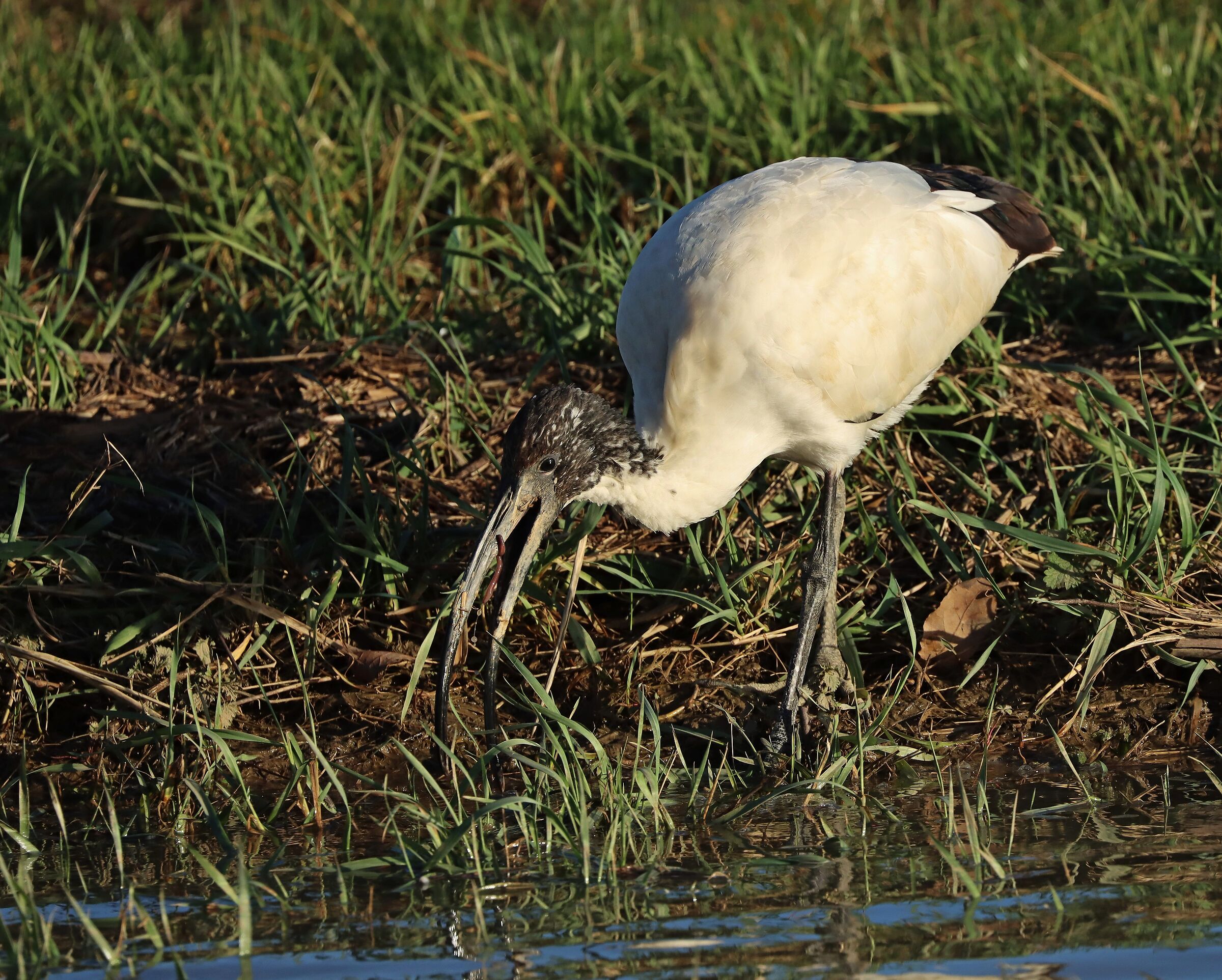 Ibis sacro con piccola preda