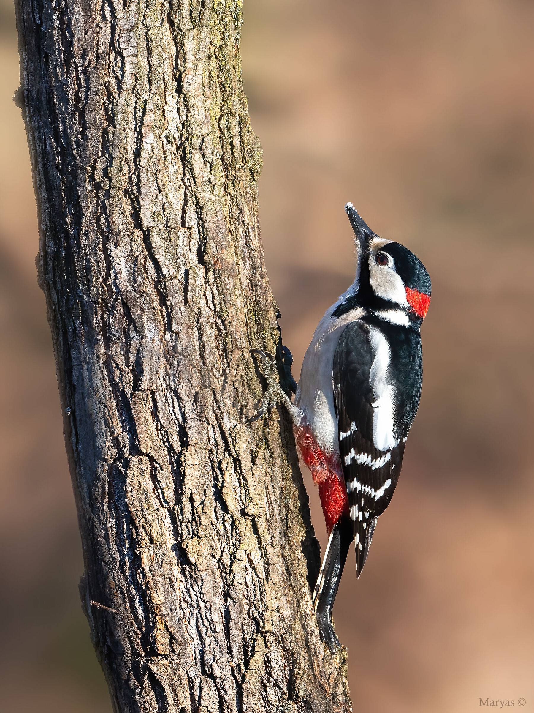 Picchio rosso maggiore