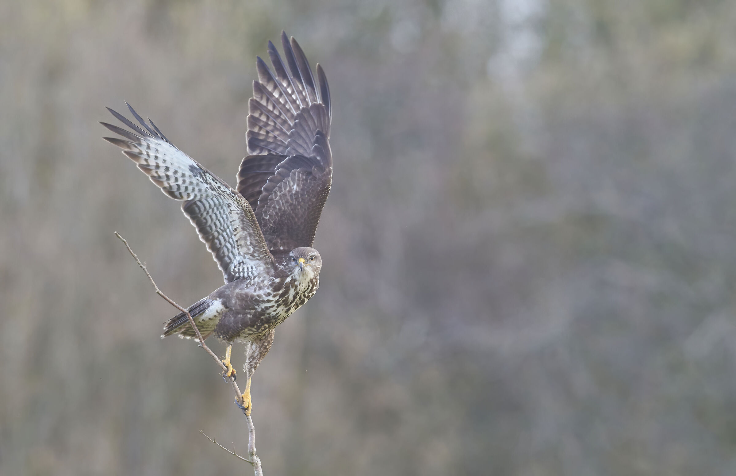 Poiana comune europea (Buteo buteo)