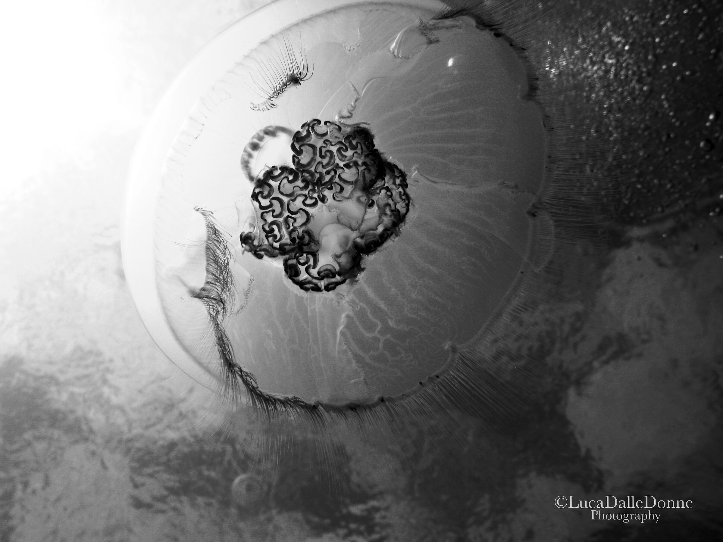 Jellyfish in the Red Sea