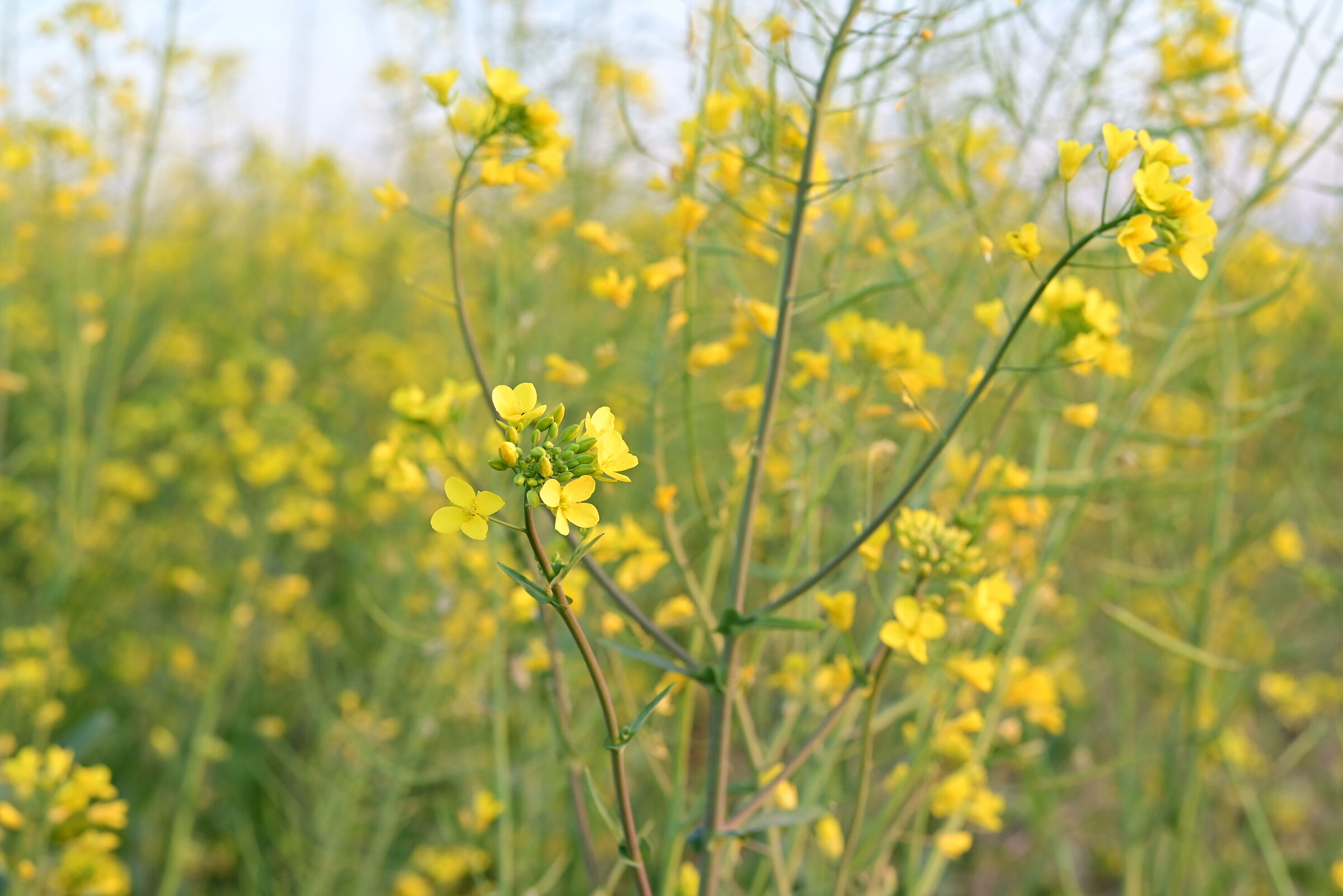 Fiori gialli