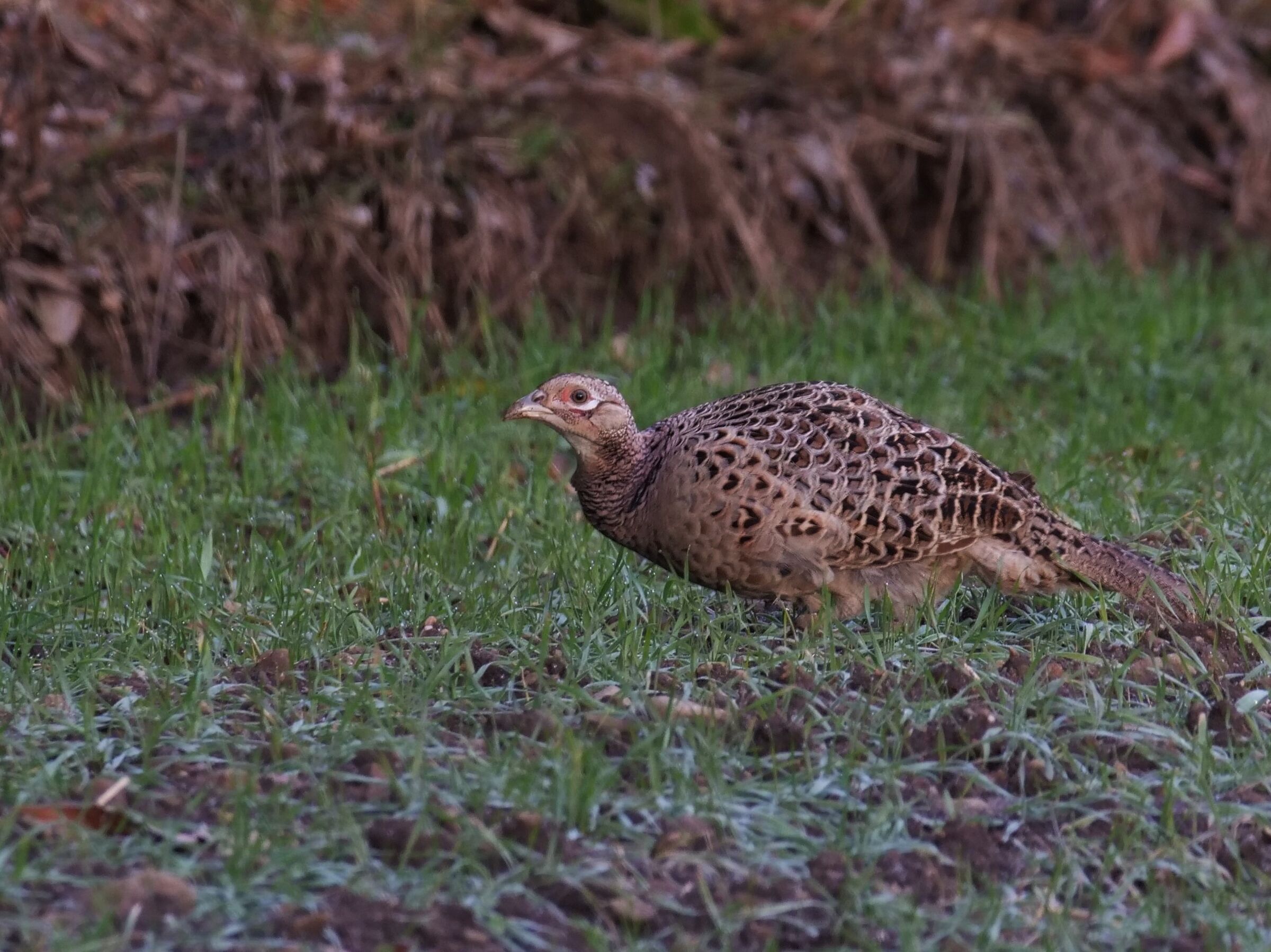 Common Pheasant (Phasianus colchicus)