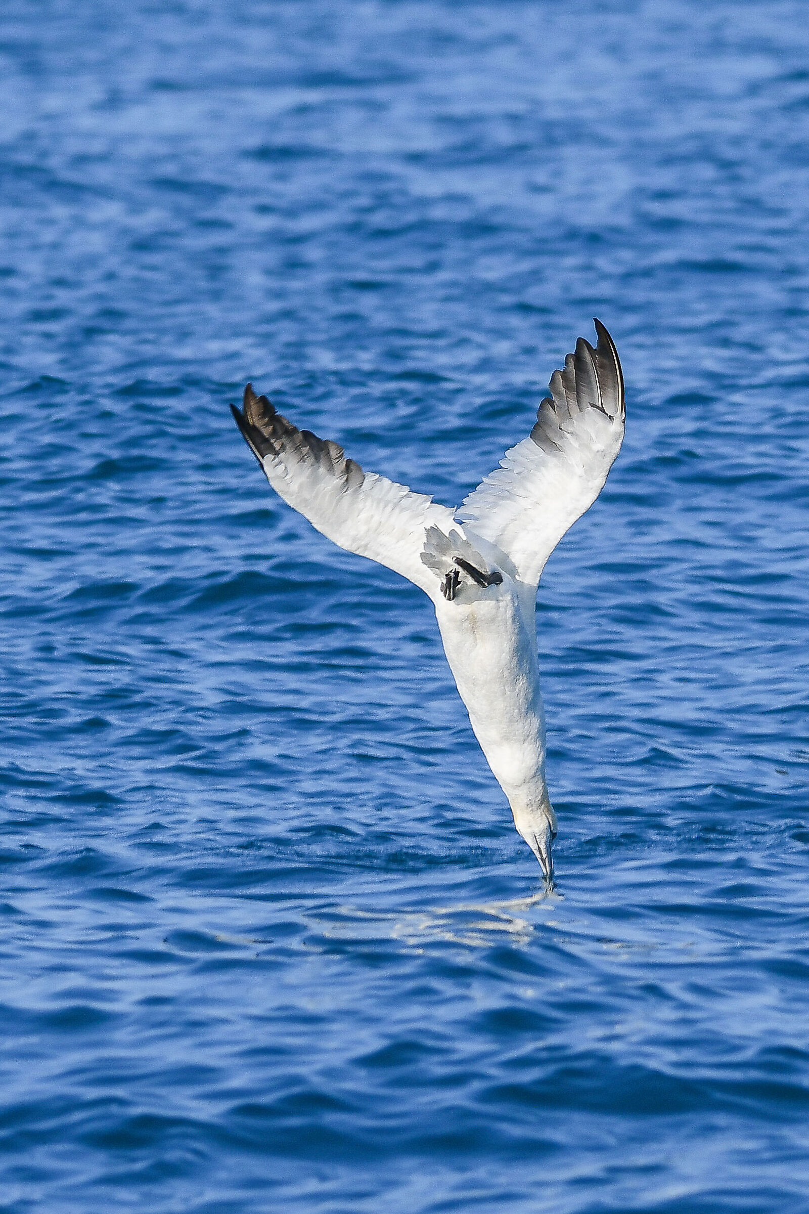 the dive of the on the