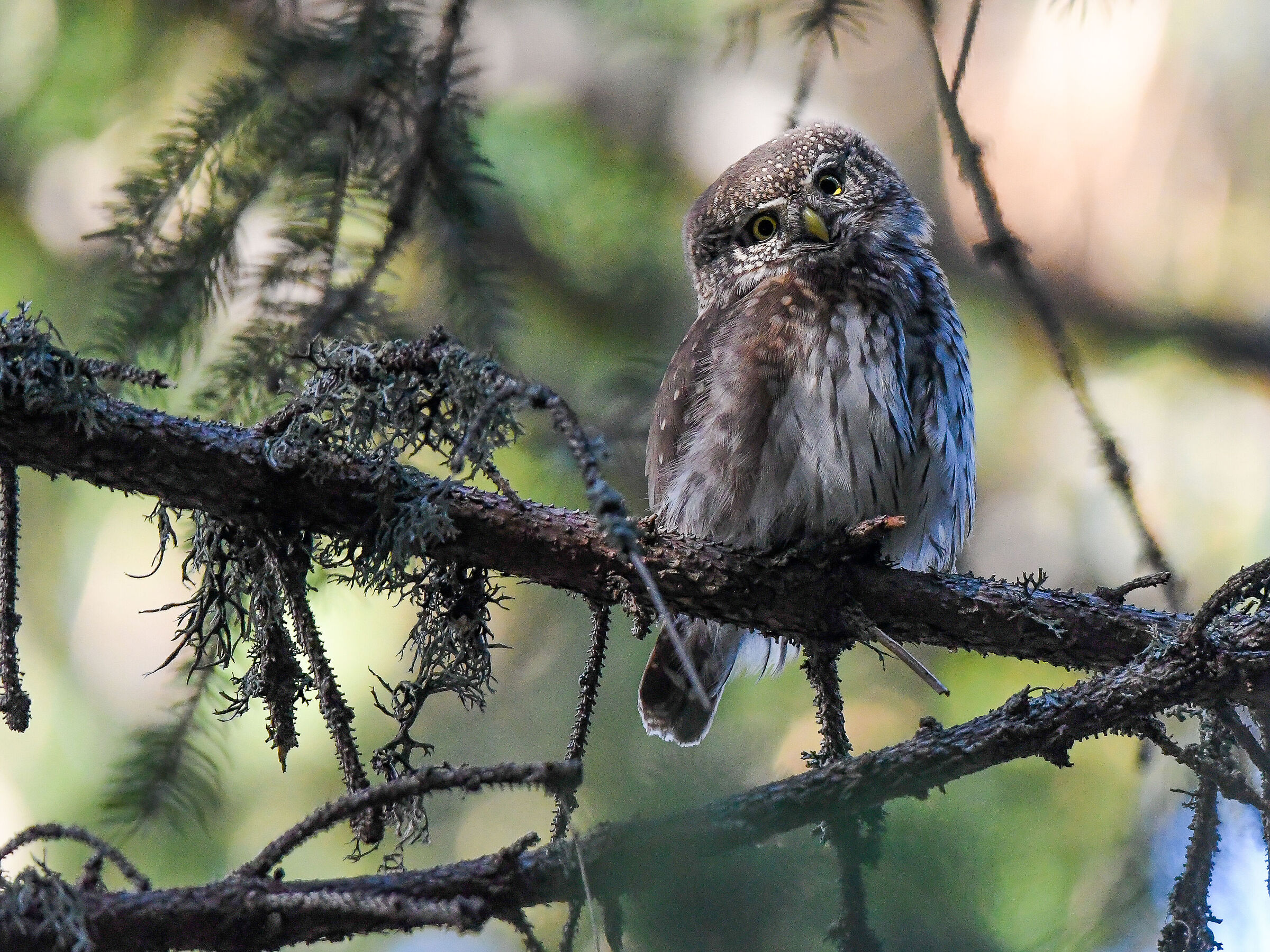 Dwarf Owl (Glaucidium passerinum)