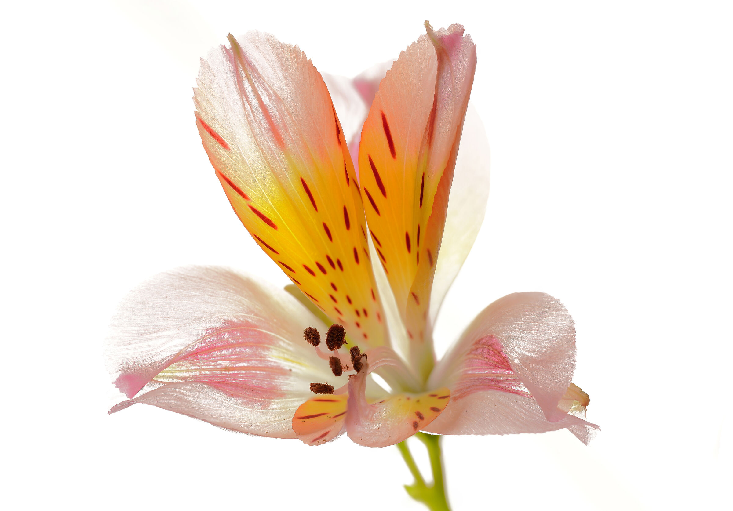 Alstroemeria.