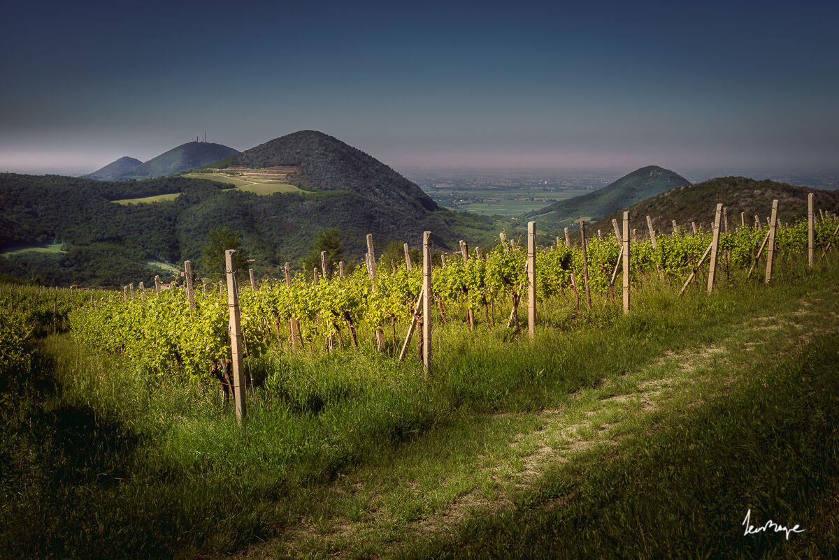 Il sentiero Lorenzoni (Colli Euganei)