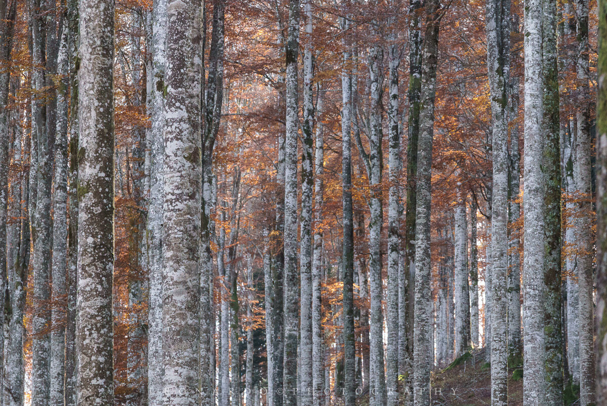 Fittissimi (Pian del Cansiglio)