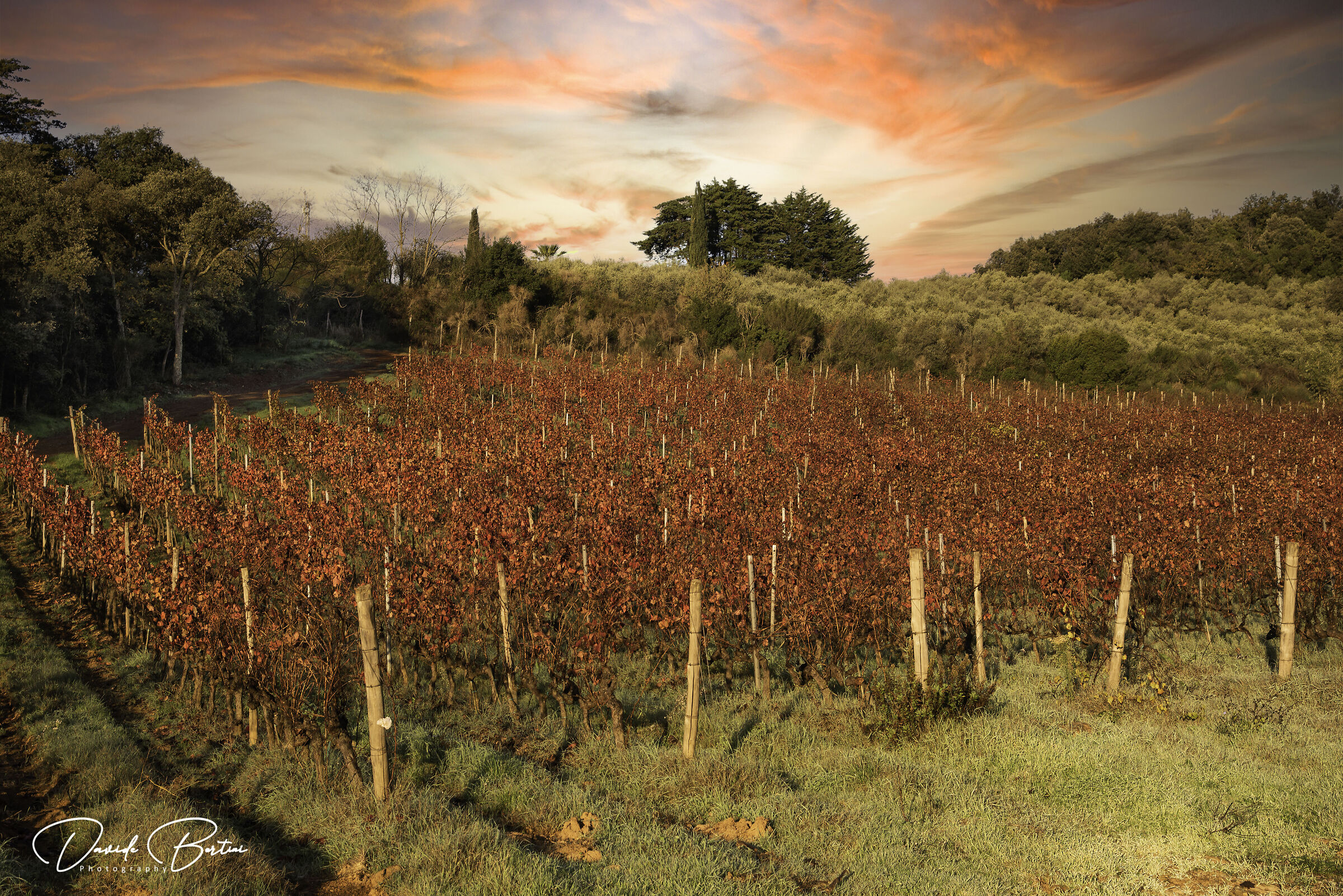 The color of the vineyard